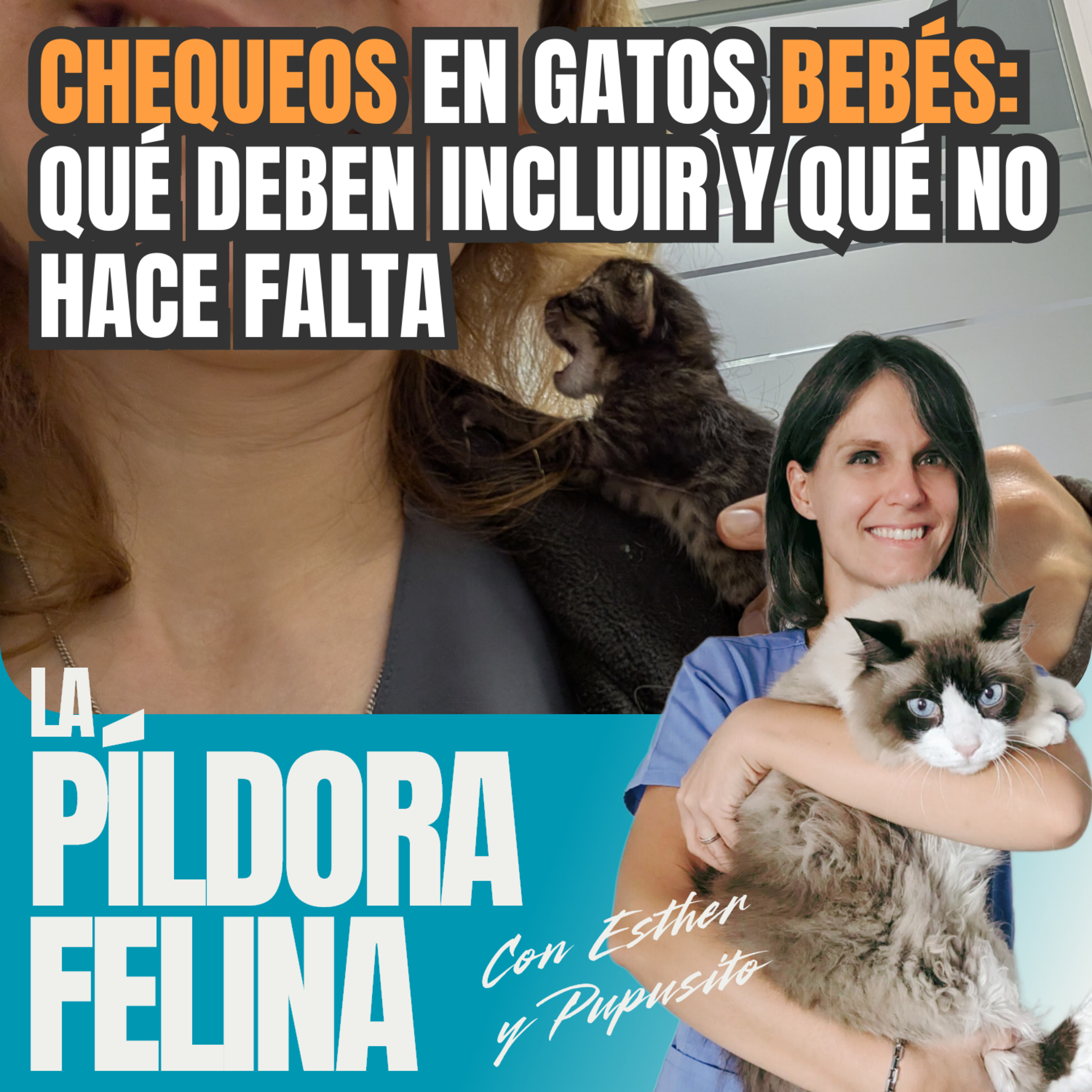 Imagen del episodio 637. CHEQUEOS en gatos BEBÉS: qué deben incluir y qué no hace falta