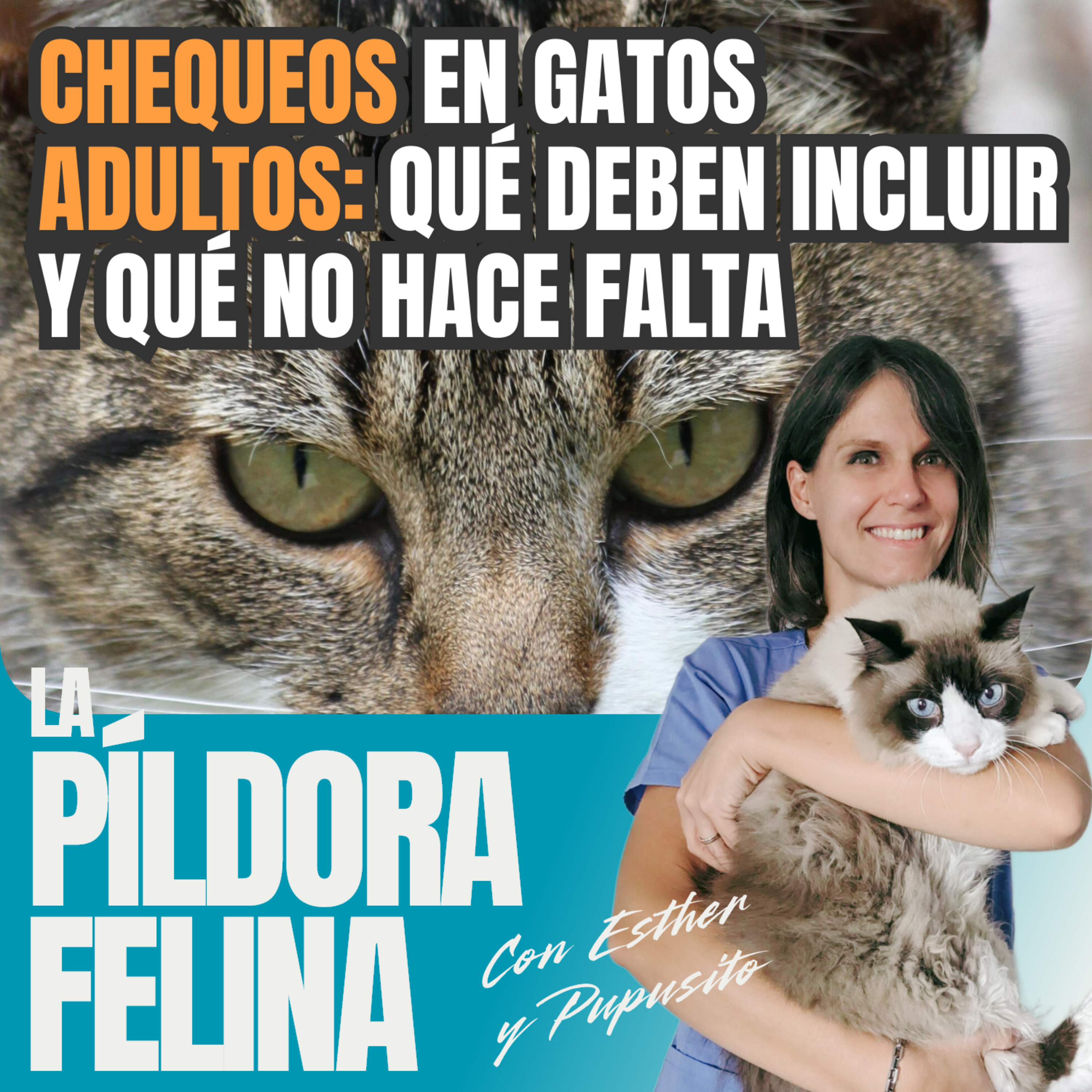 Imagen del episodio 642. CHEQUEOS en gatos ADULTOS: qué deben incluir y qué no hace falta