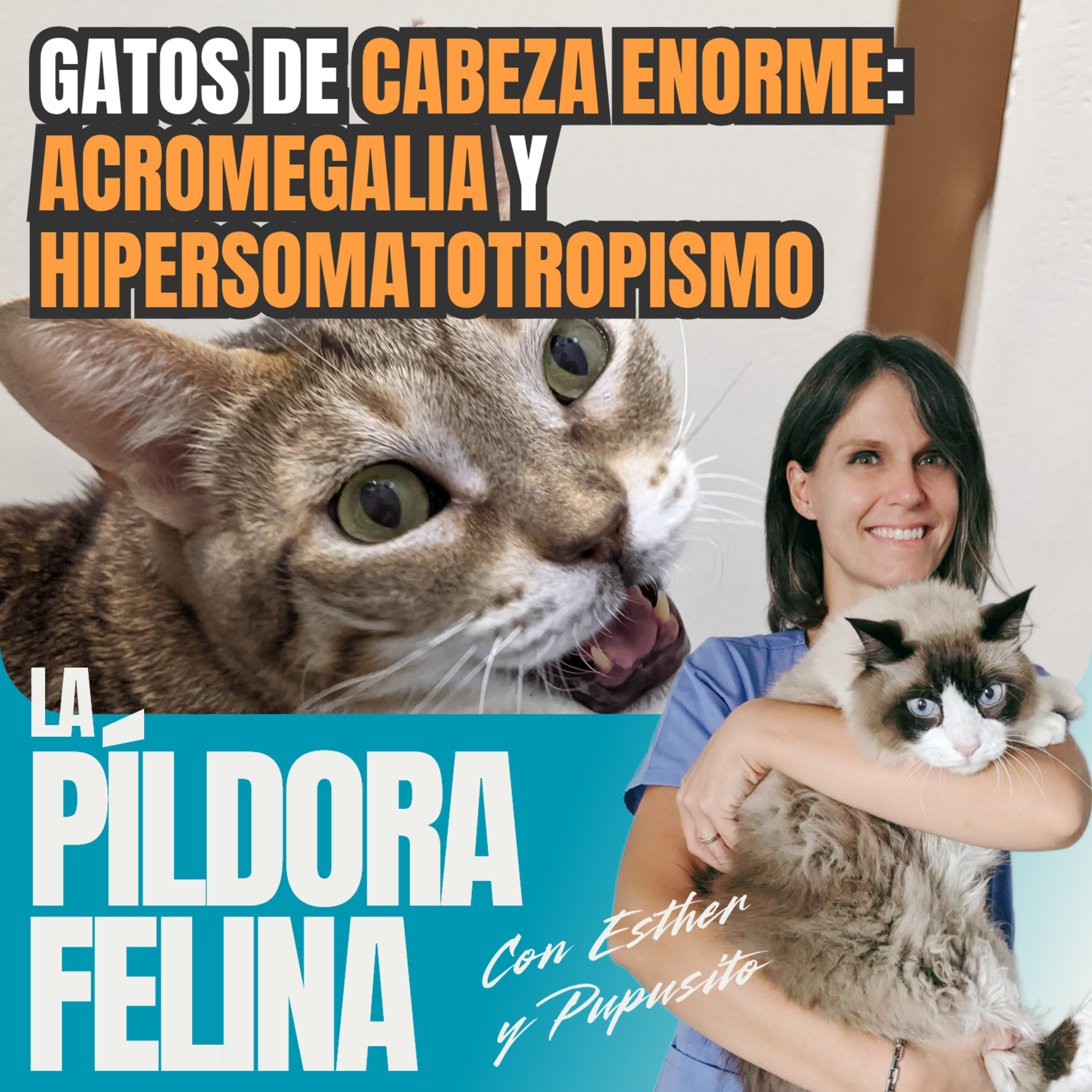 Imagen del episodio 646. Gatos de CABEZA ENORME: la ACROMEGALIA y el HIPERSOMATOTROPISMO
