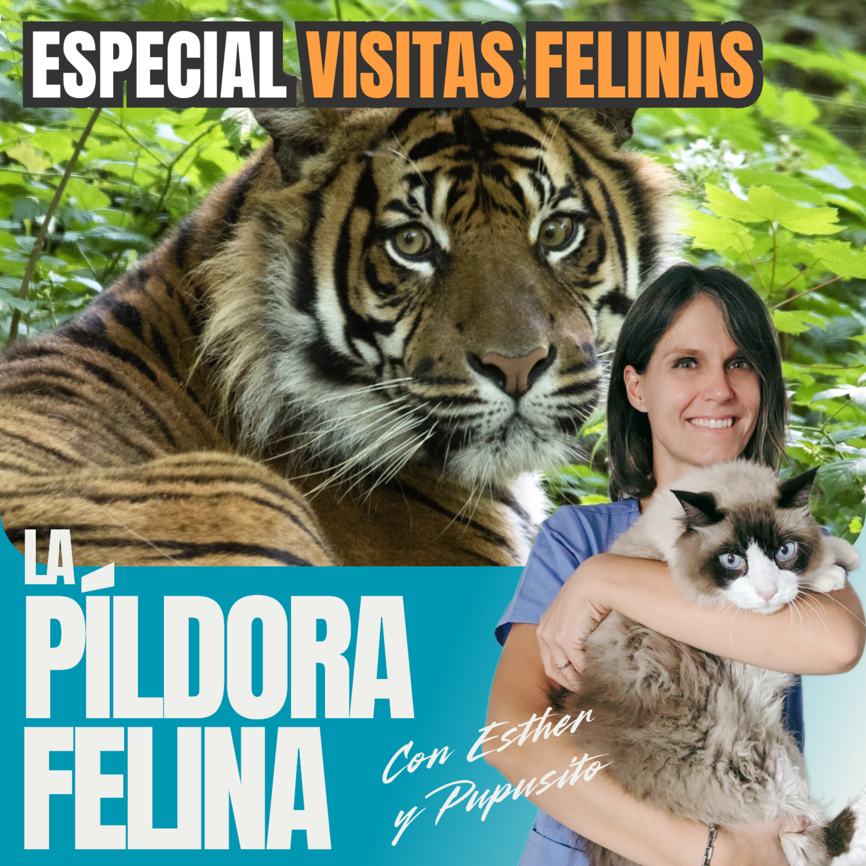 Imagen del episodio 648. Especial VISITAS FELINAS
