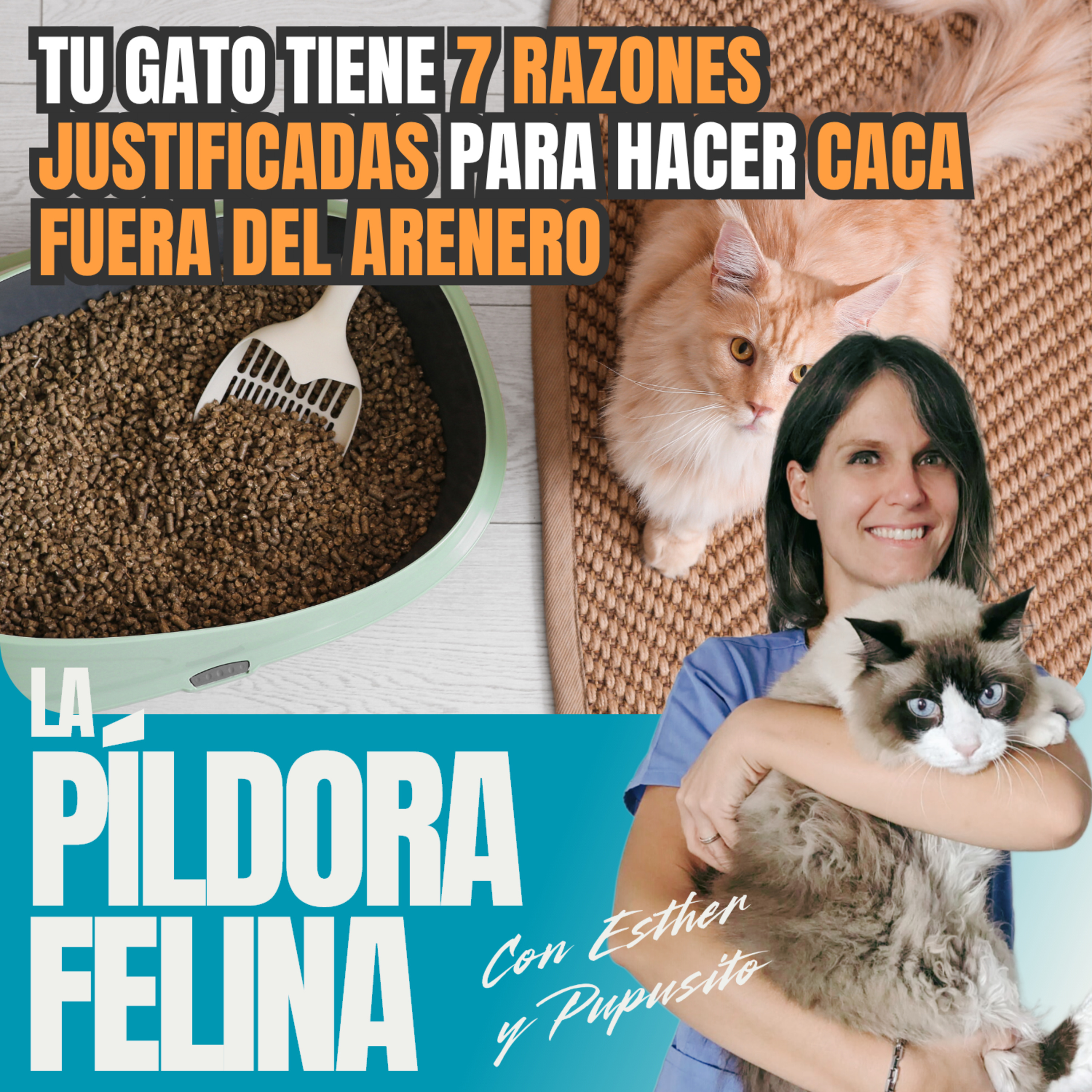 Imagen del episodio 659. Tu gato tiene 7 RAZONES JUSTIFICADAS para hacer CACA FUERA DEL ARENERO