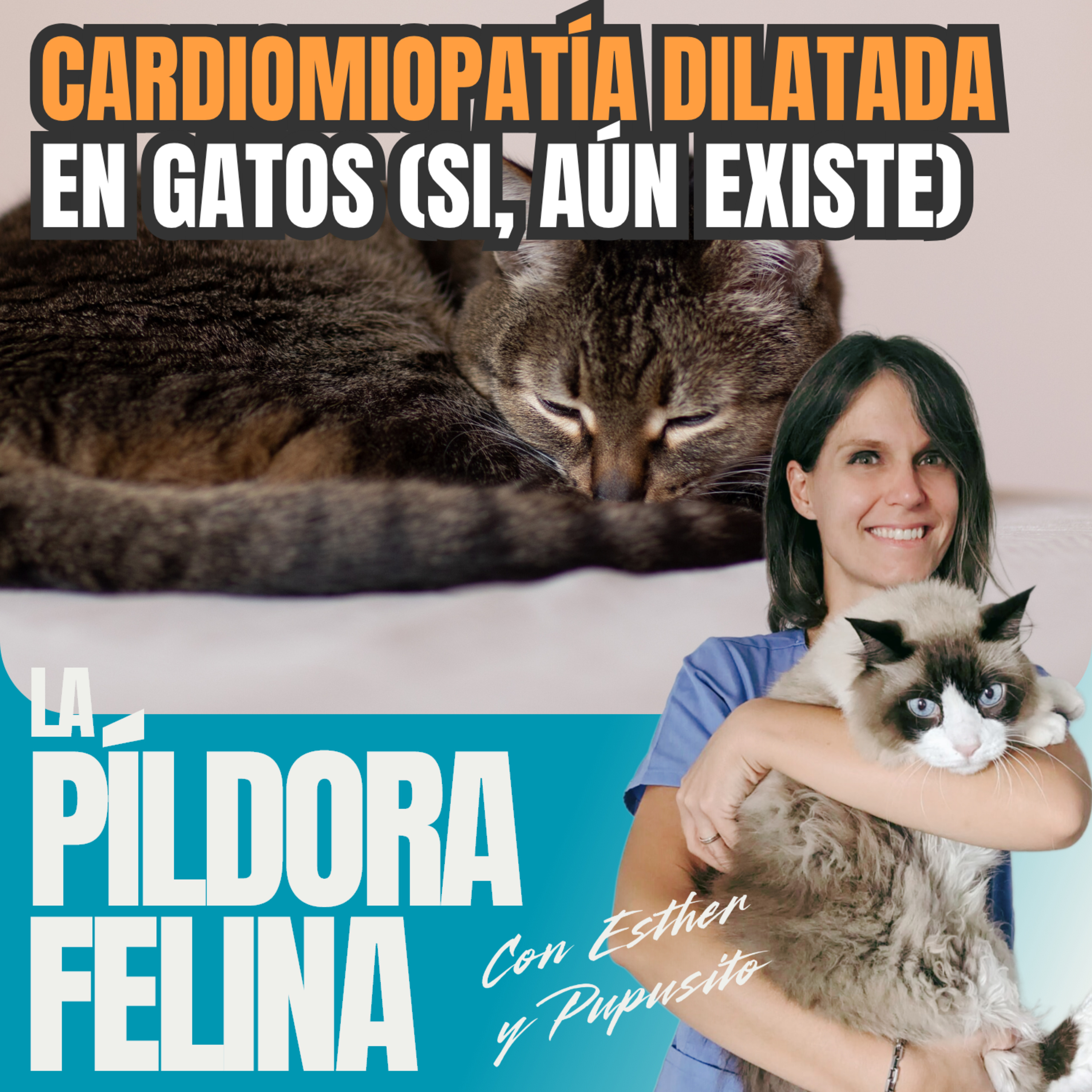 Imagen del episodio 706. CARDIOMIOPATÍA DILATADA en gatos (si, aún existe)