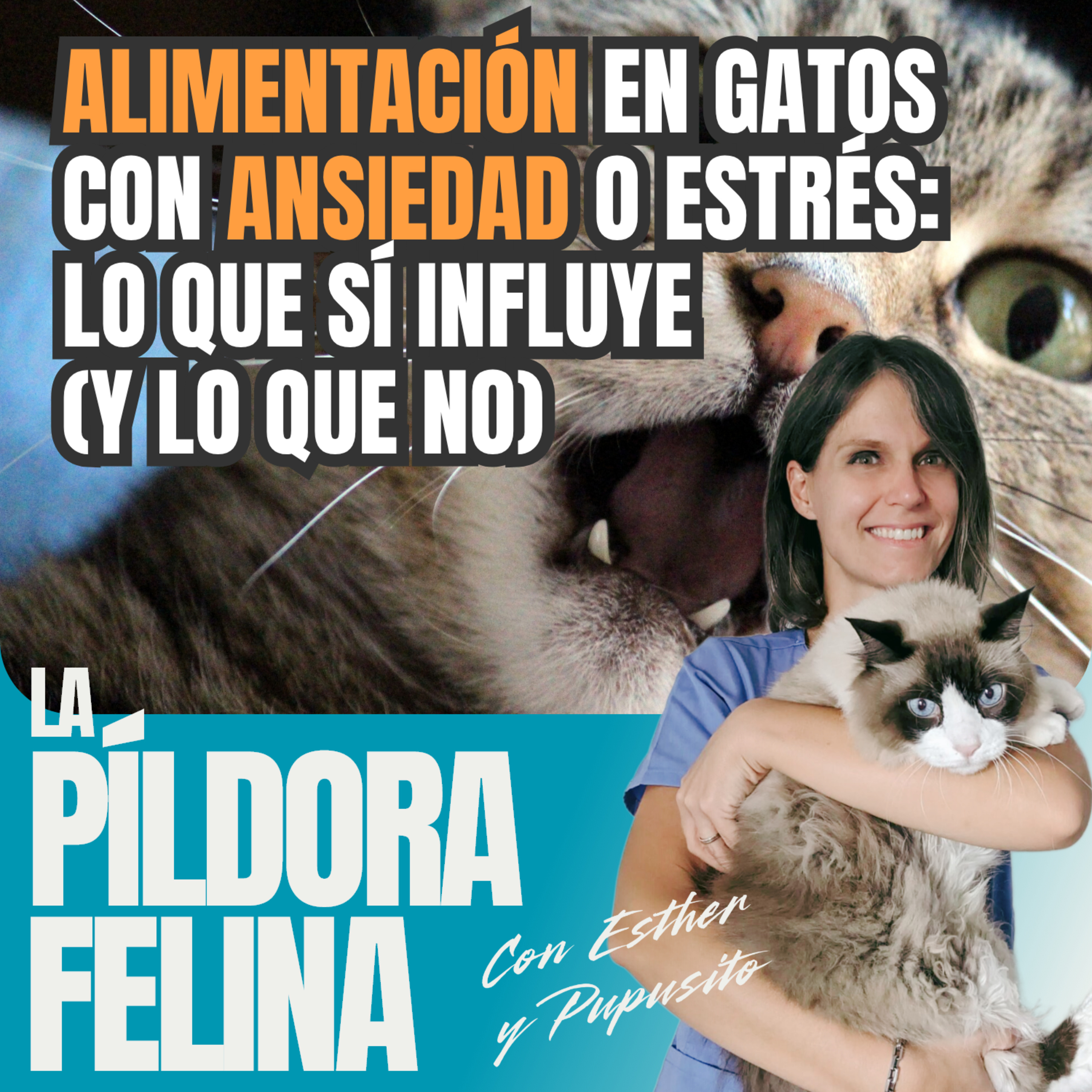 709. ALIMENTACIÓN en gatos con ANSIEDAD o estrés: lo que sí influye (y lo que no) episode artwork