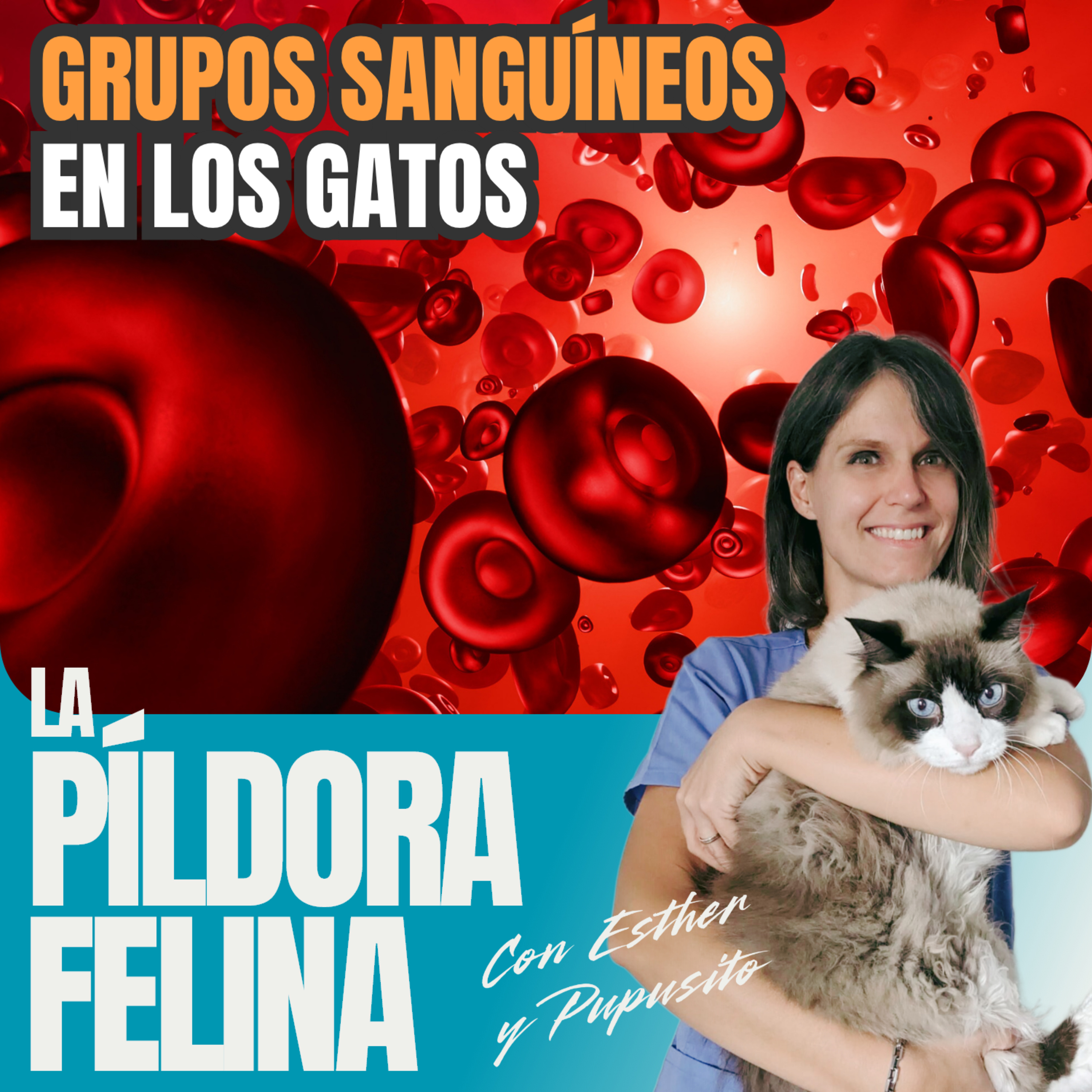 Imagen del episodio 711. GRUPOS SANGUÍNEOS en los gatos