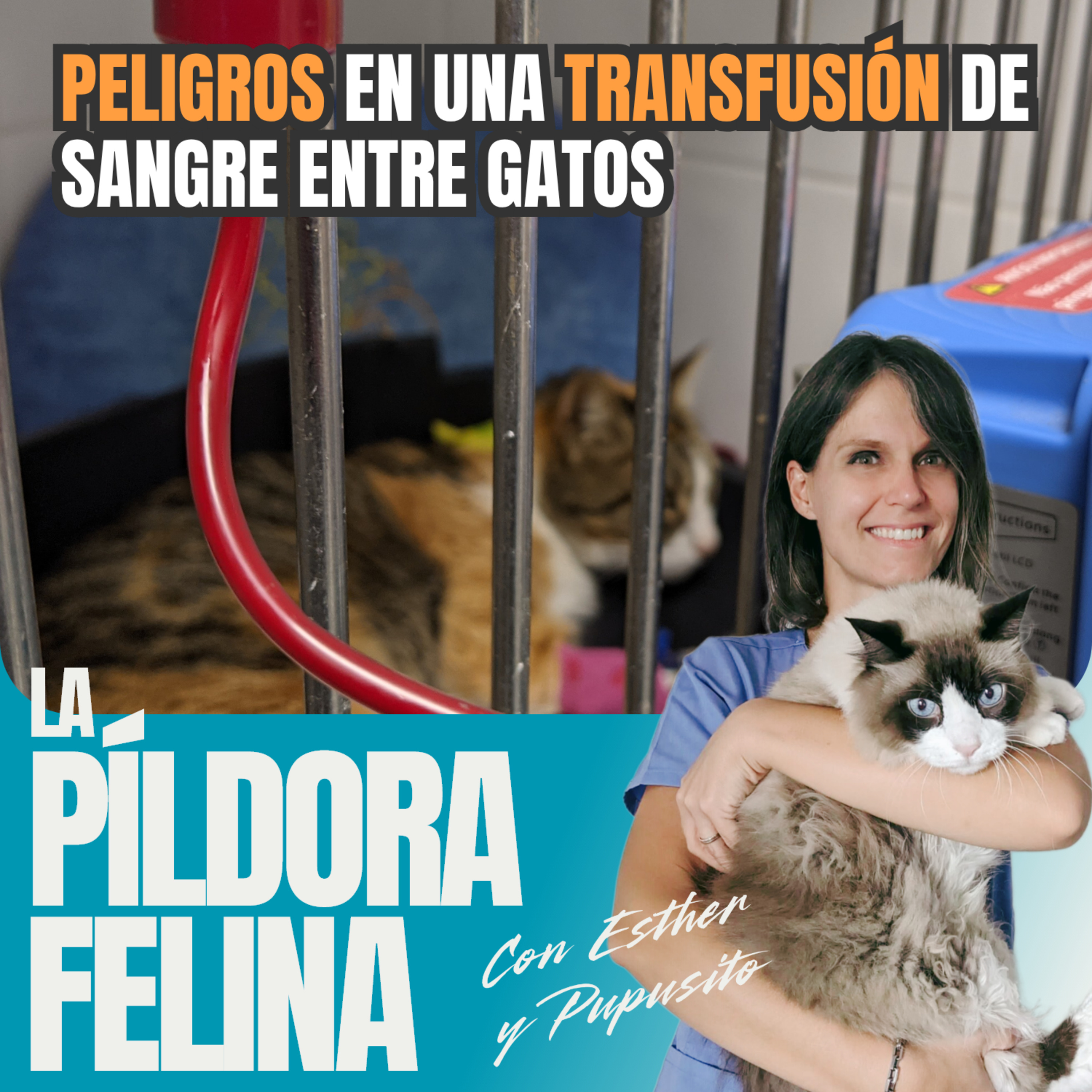 Imagen del episodio 714. PELIGROS en una TRANSFUSIÓN de sangre entre gatos