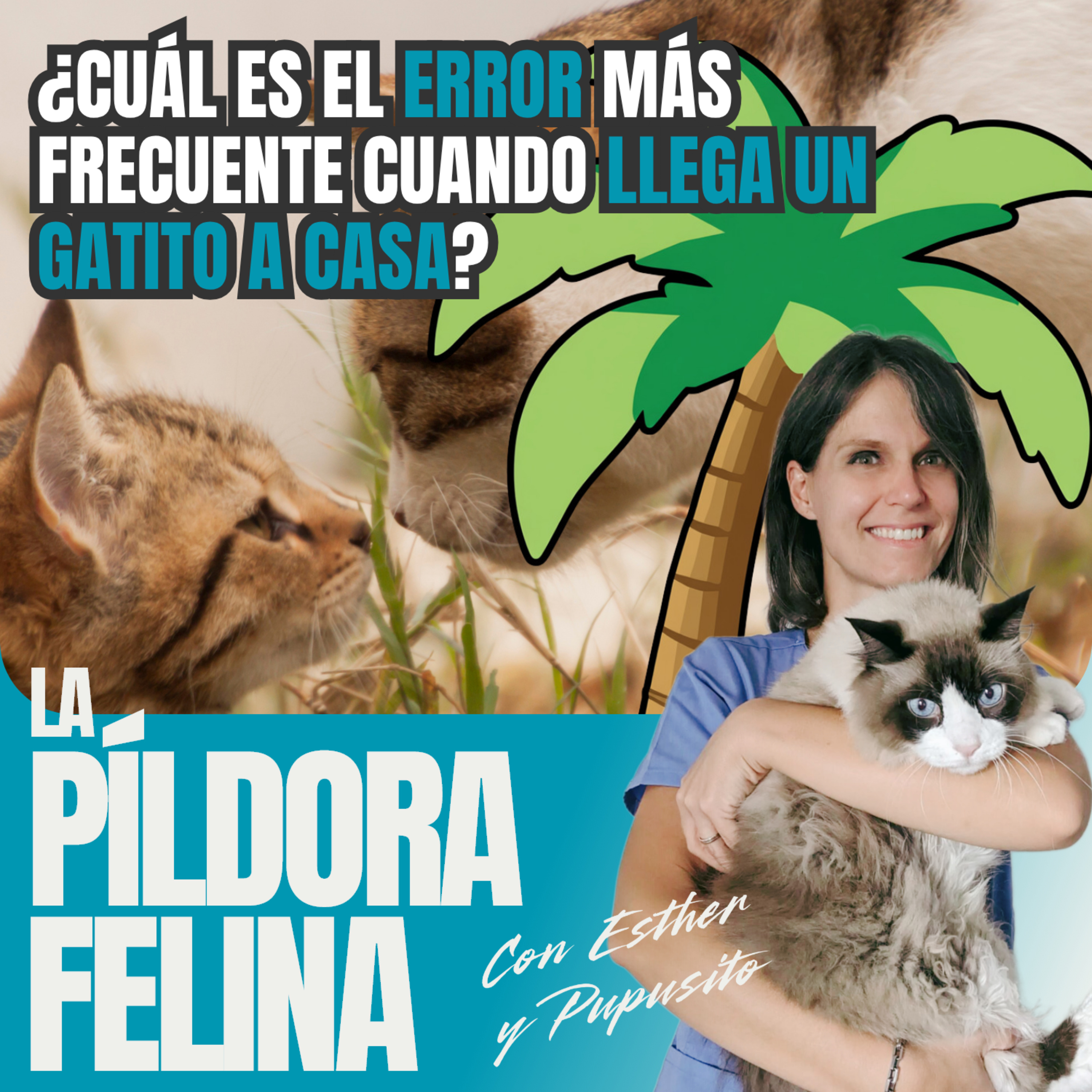 Imagen del episodio 721. PF 🏖️ ¿Cuál es el error más frecuente cuando llega un gatito a casa?