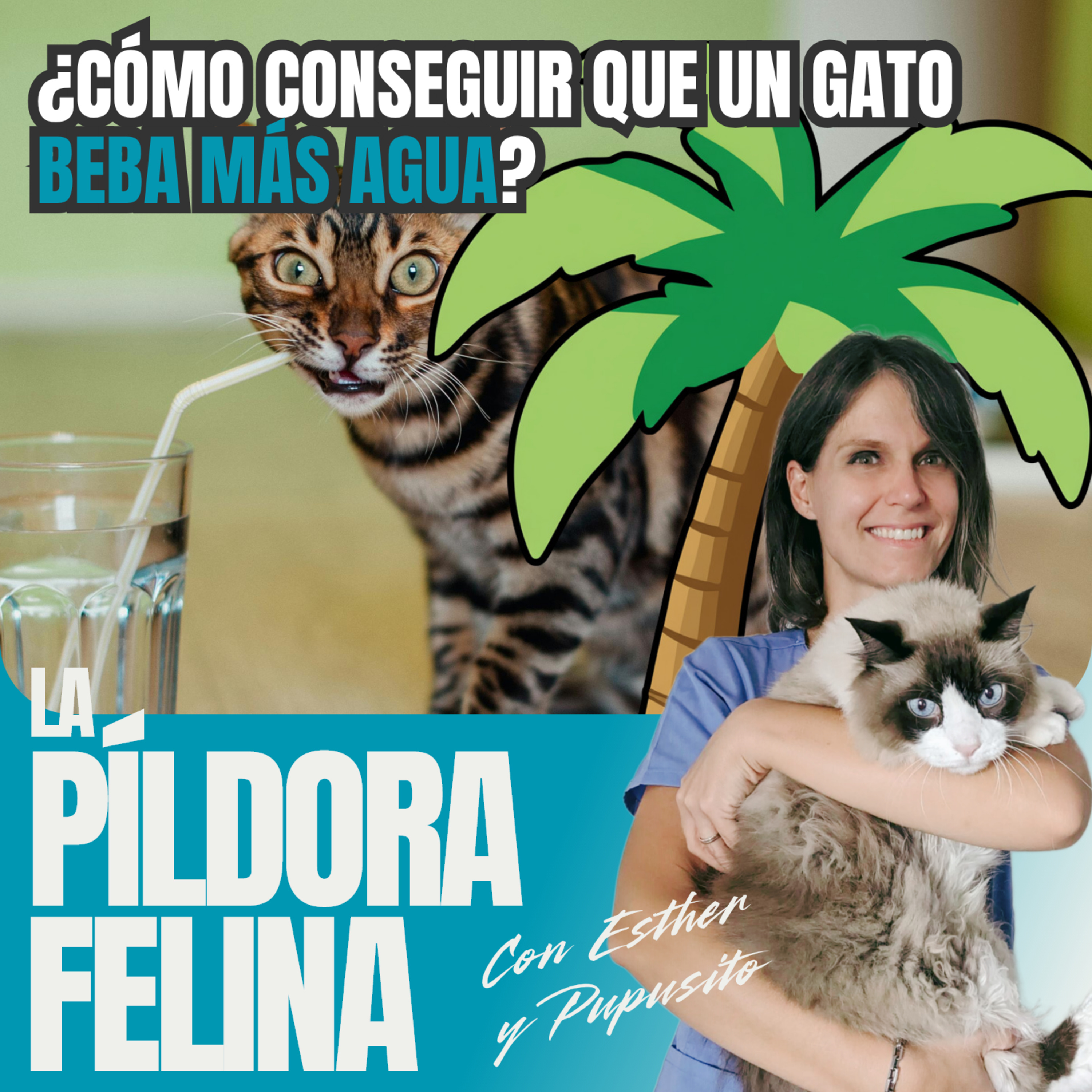 Imagen del episodio 722. PF 🏖️ ¿Cómo conseguir que un gato beba más agua?