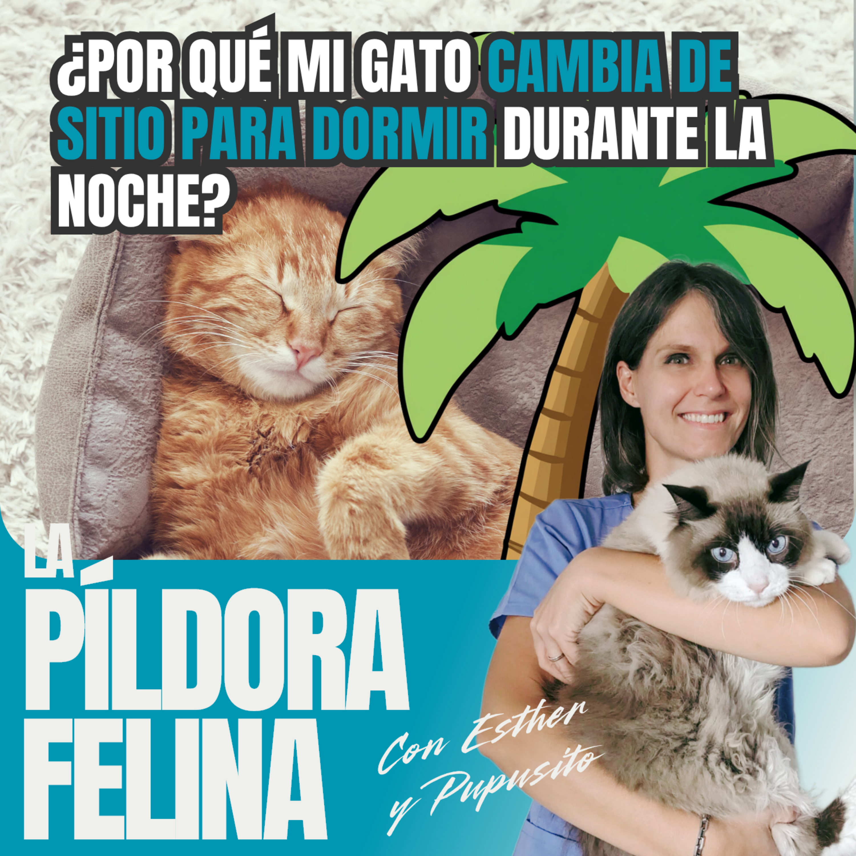 Imagen del episodio 724. PF 🏖️ ¿Por qué mi gato cambia de sitio para dormir durante la noche?