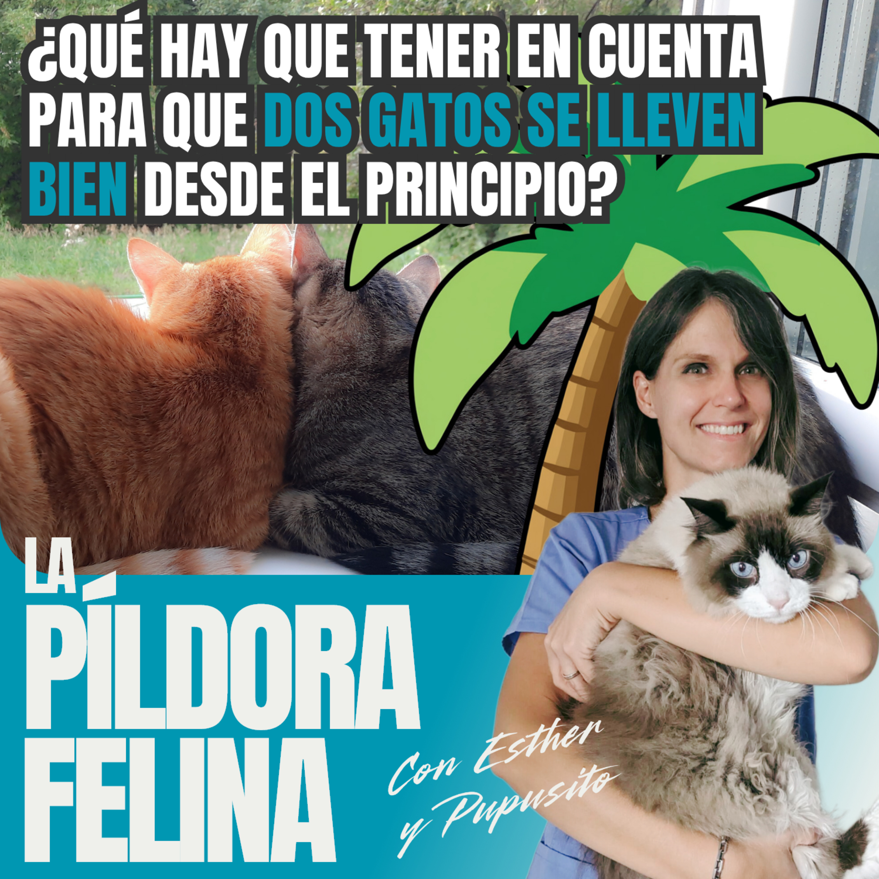 Imagen del episodio 727. PF 🏖️ ¿Qué hay que tener en cuenta para que dos gatos se lleven bien desde el principio?