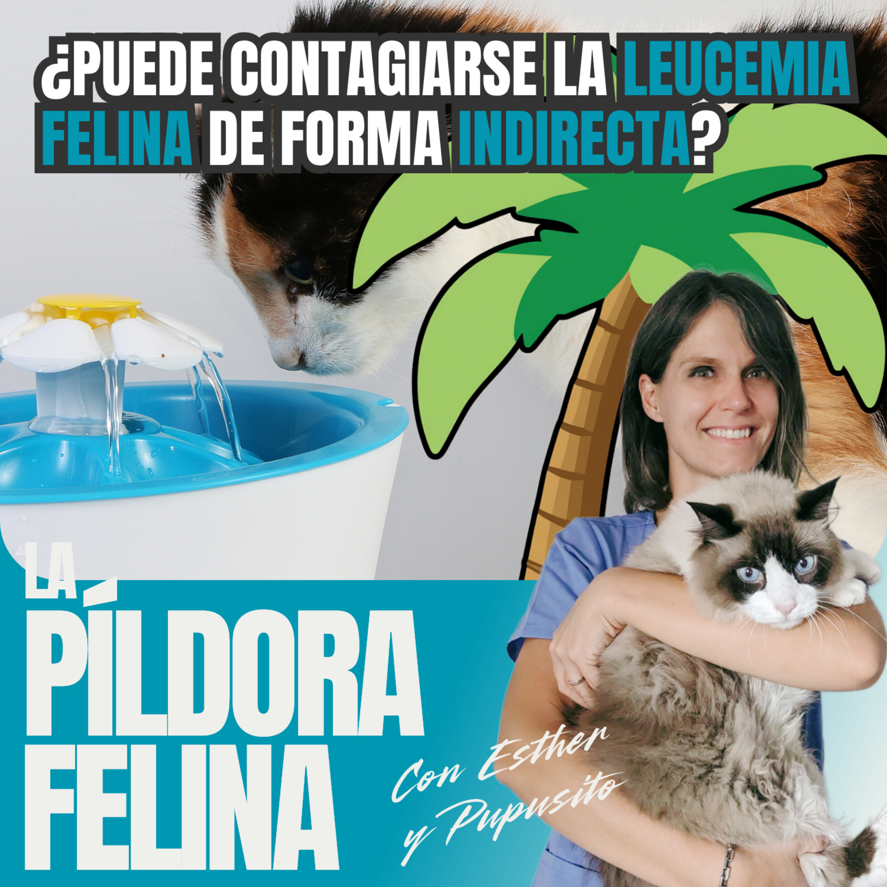 728. PF ️ ¿Puede contagiarse la leucemia felina de forma indirecta? episode artwork