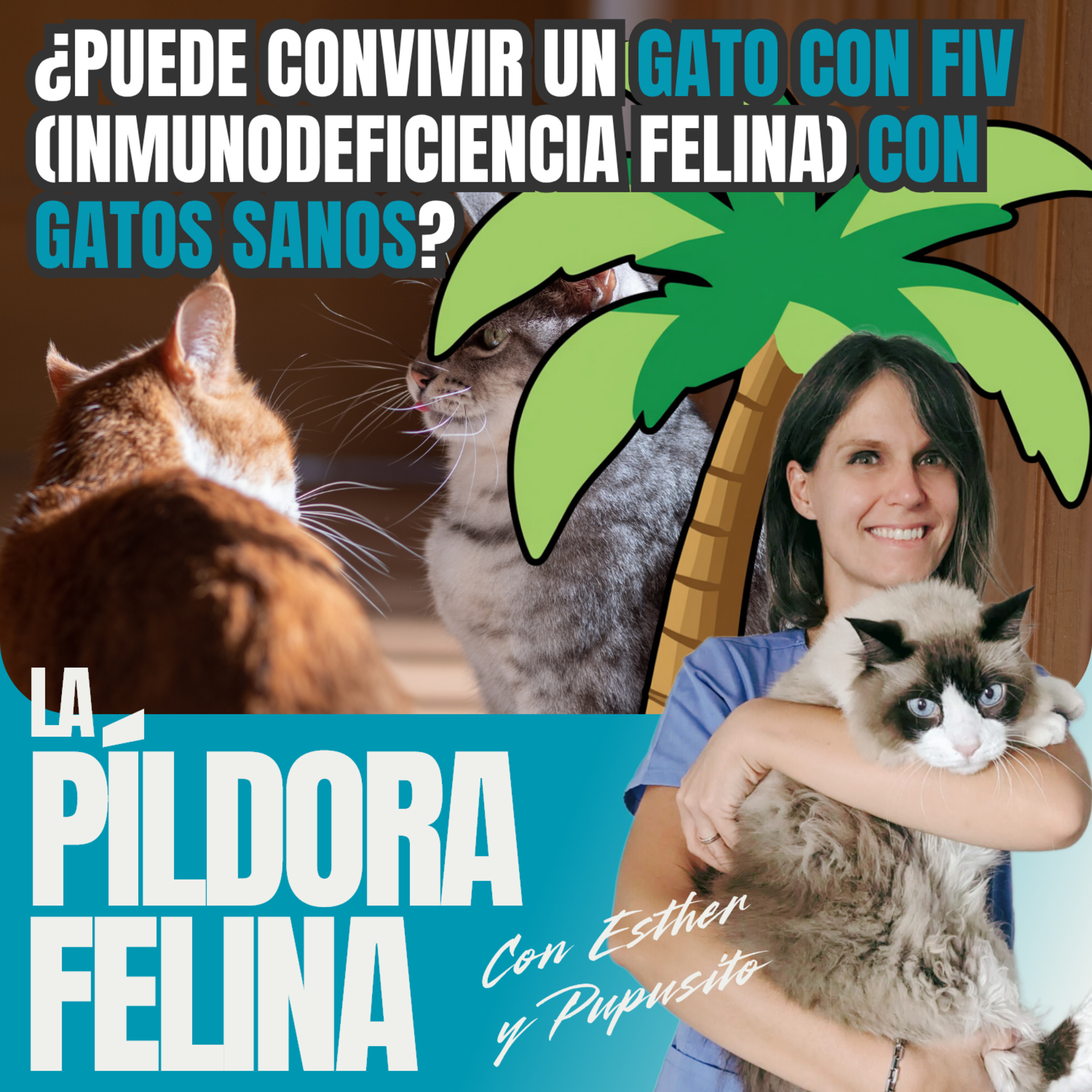 729. PF ️ ¿Puede convivir un gato con FIV (Inmunodeficiencia Felina) con gatos sanos? episode artwork