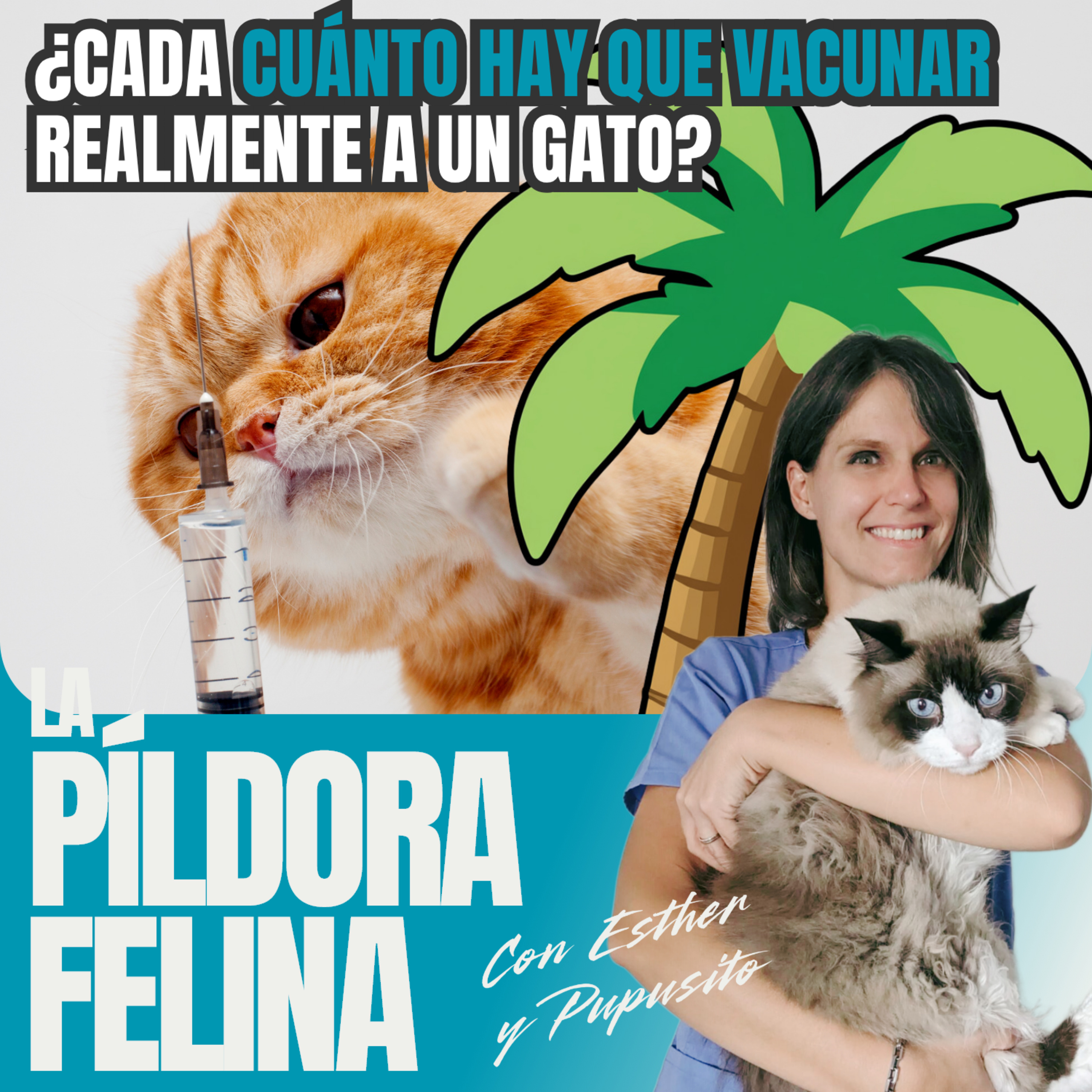 Imagen del episodio 731. PF 🏖️ ¿Cada cuánto hay que vacunar realmente a un gato?