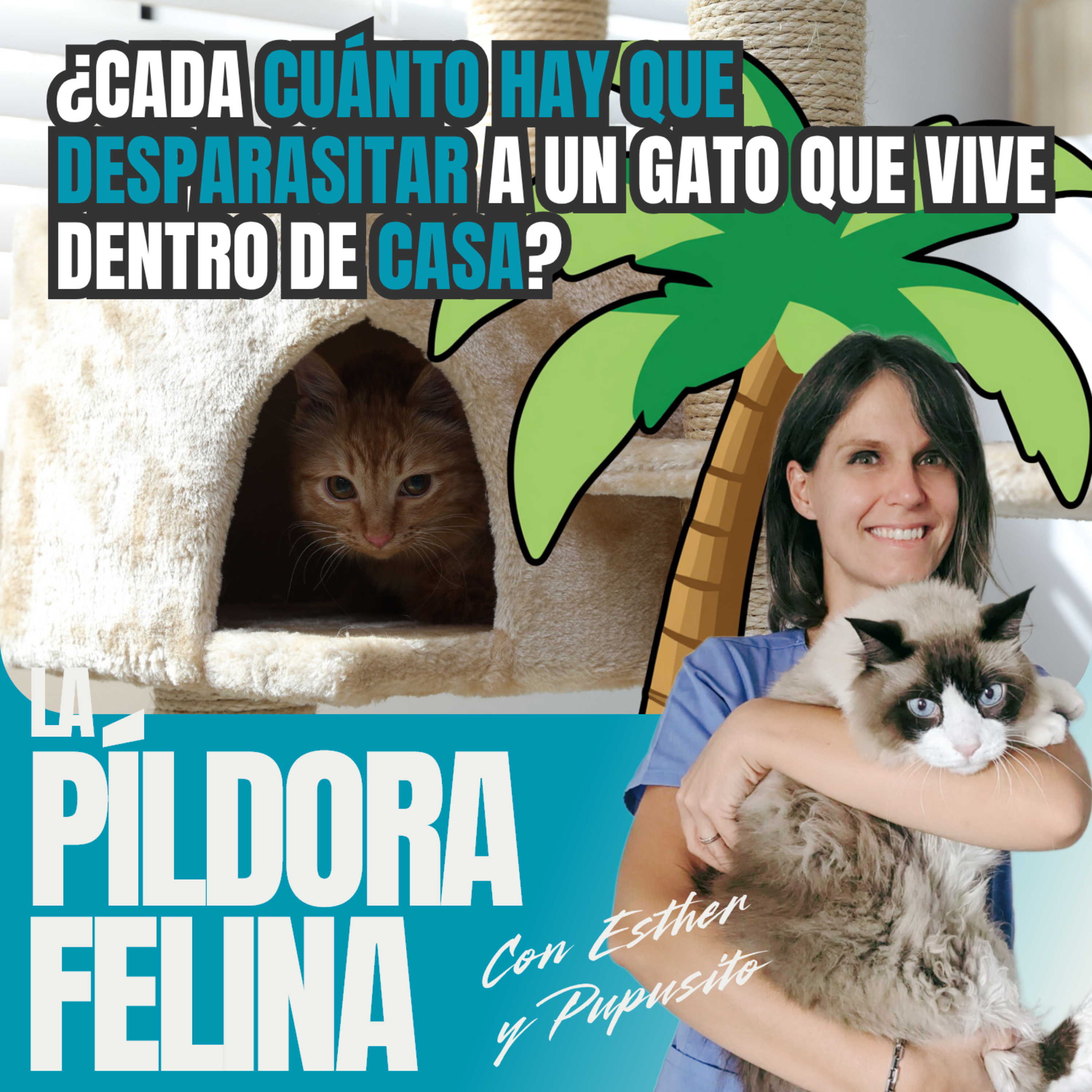Imagen del episodio 732. PF 🏖️ ¿Cada cuánto hay que desparasitar a un gato que vive dentro de casa?