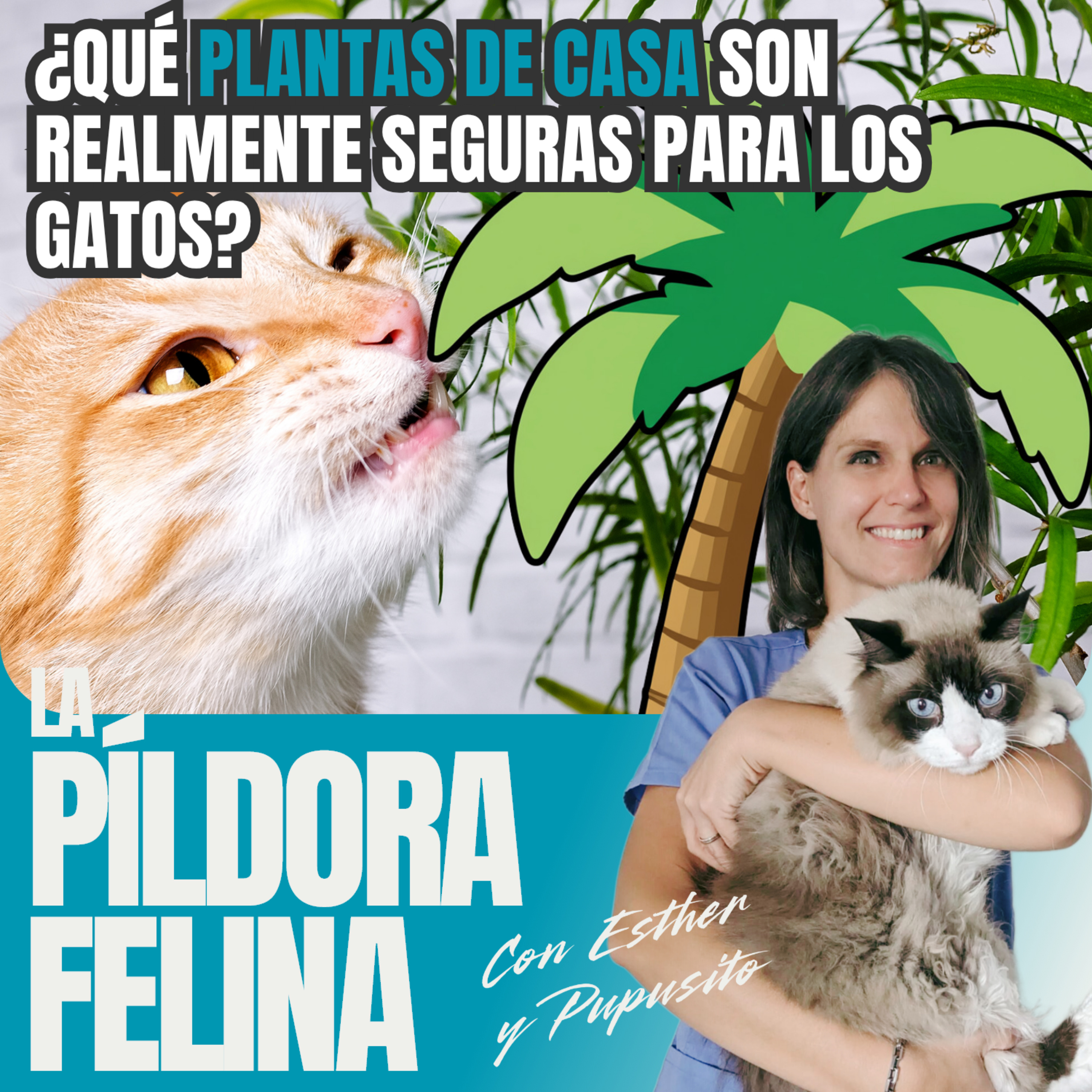 Imagen del episodio 734. PF 🏖️ ¿Qué plantas de casa son realmente seguras para los gatos?