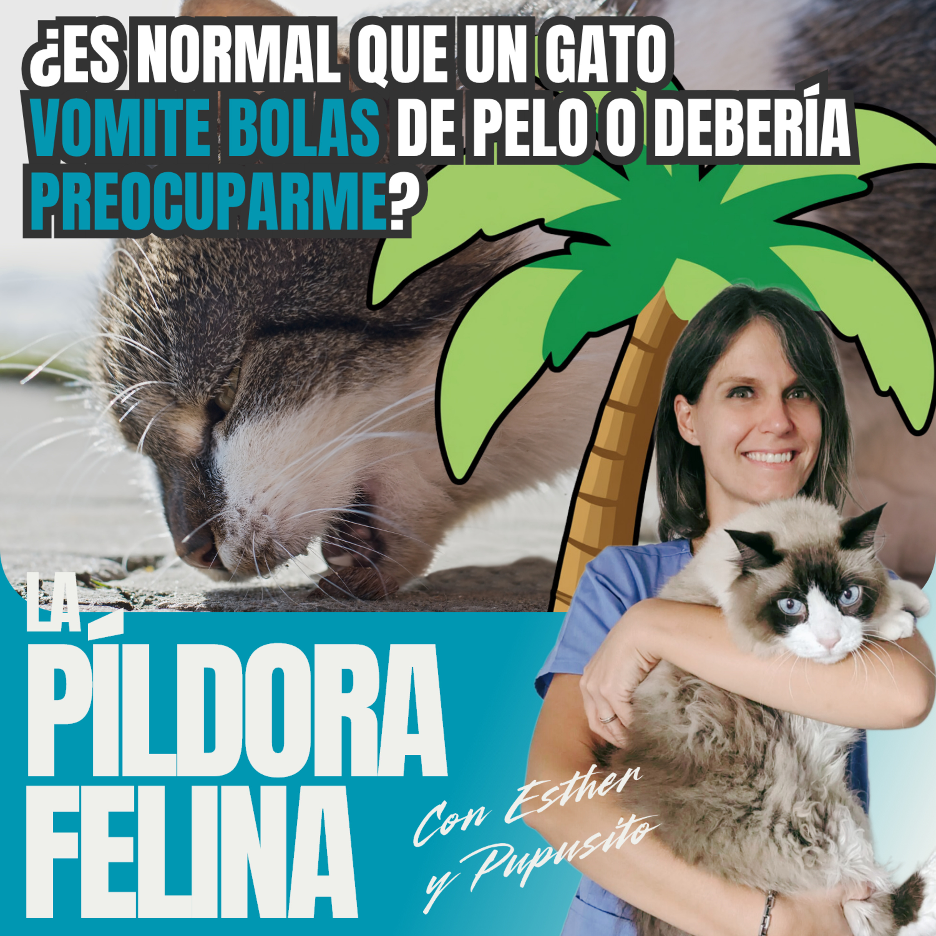 Imagen del episodio 736. PF 🏖️ ¿Es normal que un gato VOMITE BOLAS de pelo o debería PREOCUPARME?