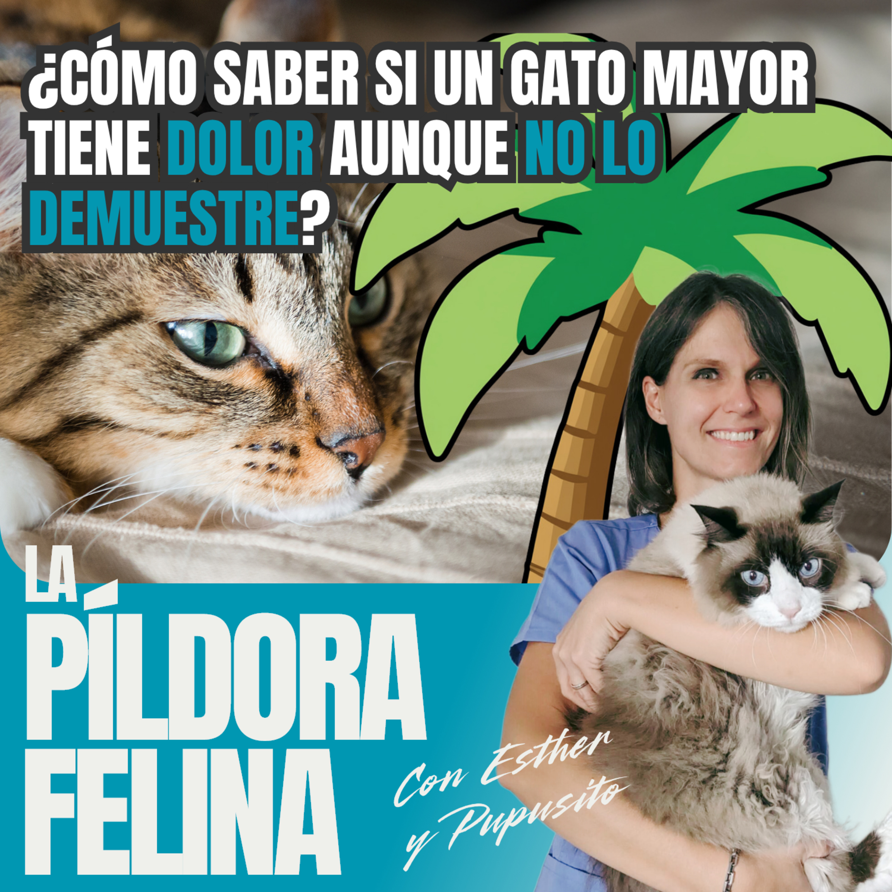 Imagen del episodio 737. PF 🏖️ ¿Cómo saber si un gato mayor tiene DOLOR aunque NO LO DEMUESTRE?