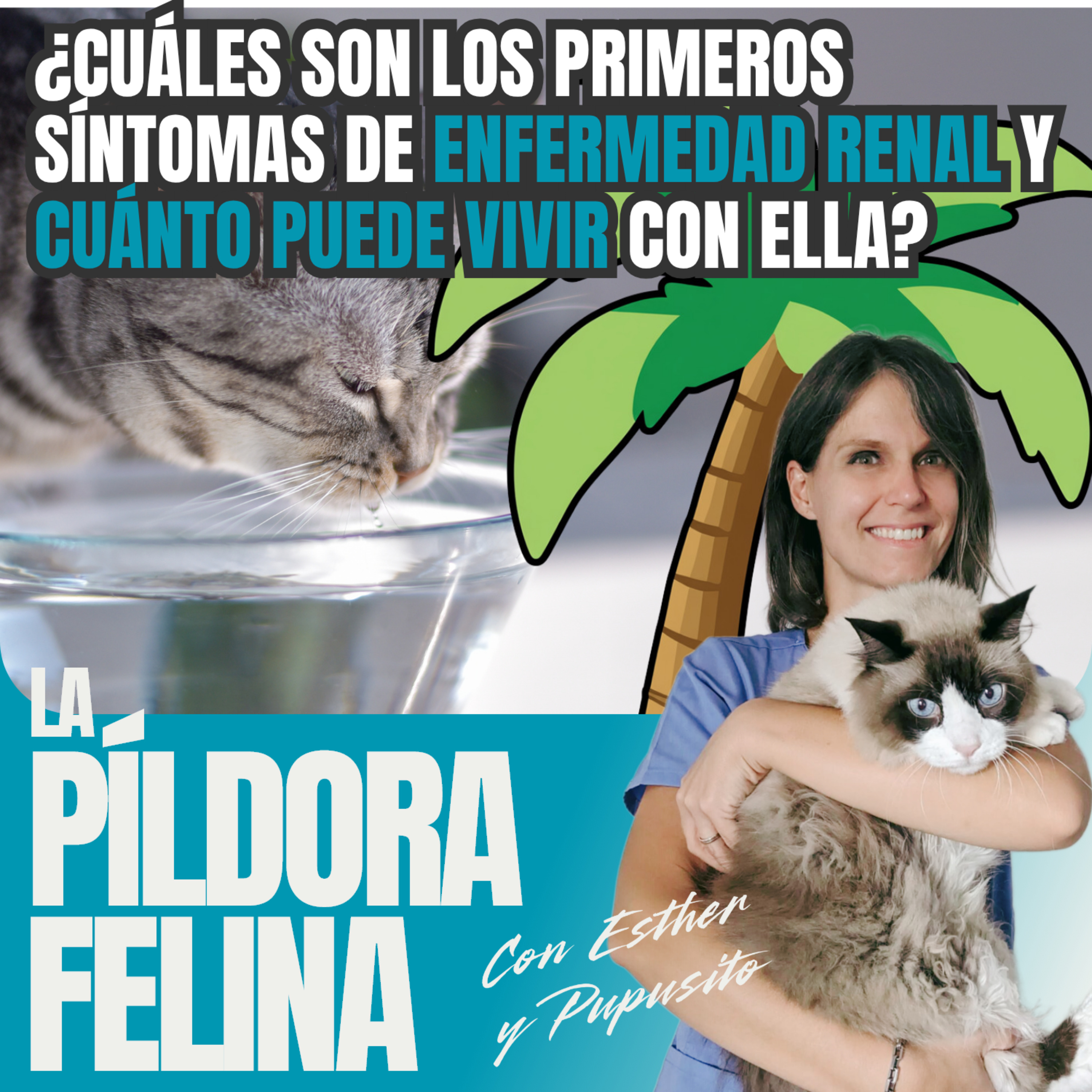 Imagen del episodio 738. PF 🏖️ ¿Cuáles son los primeros síntomas de ENFERMEDAD RENAL y CUÁNTO PUEDE VIVIR un gato con ella?