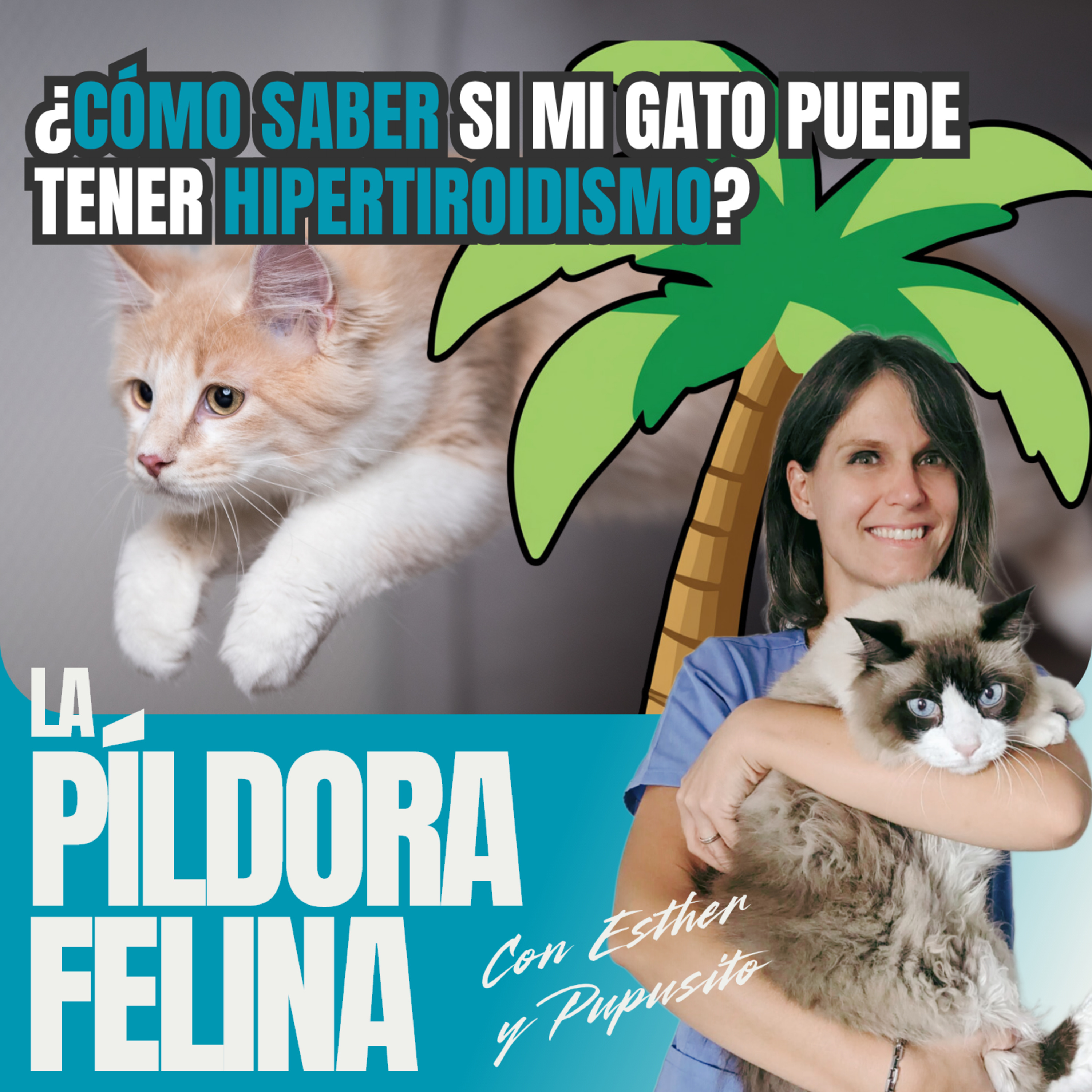 Imagen del episodio 739. PF 🏖️ ¿CÓMO SABER si mi gato puede tener HIPERTIROIDISMO?