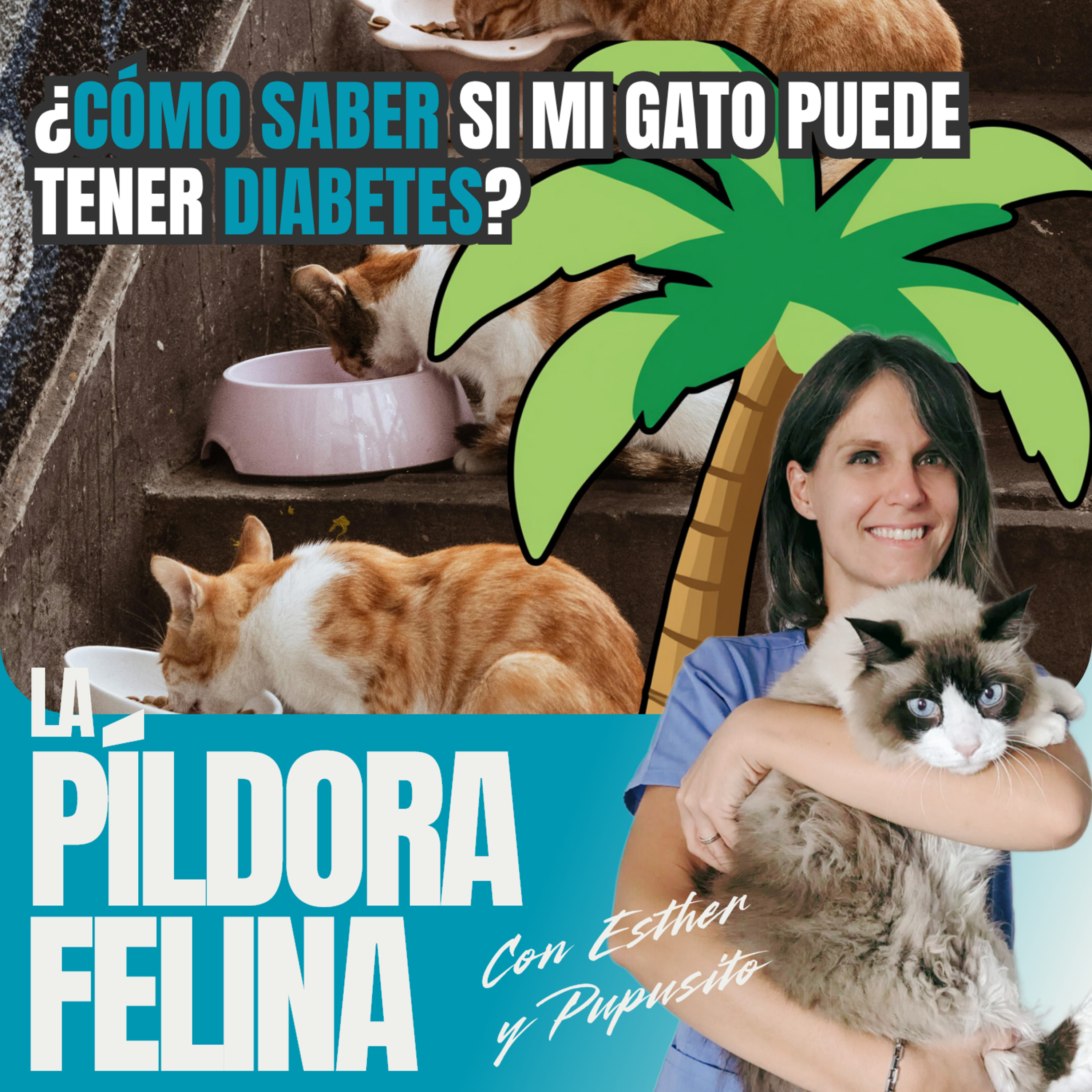 Imagen del episodio 741. PF 🏖️ ¿CÓMO SABER si mi gato puede tener DIABETES?