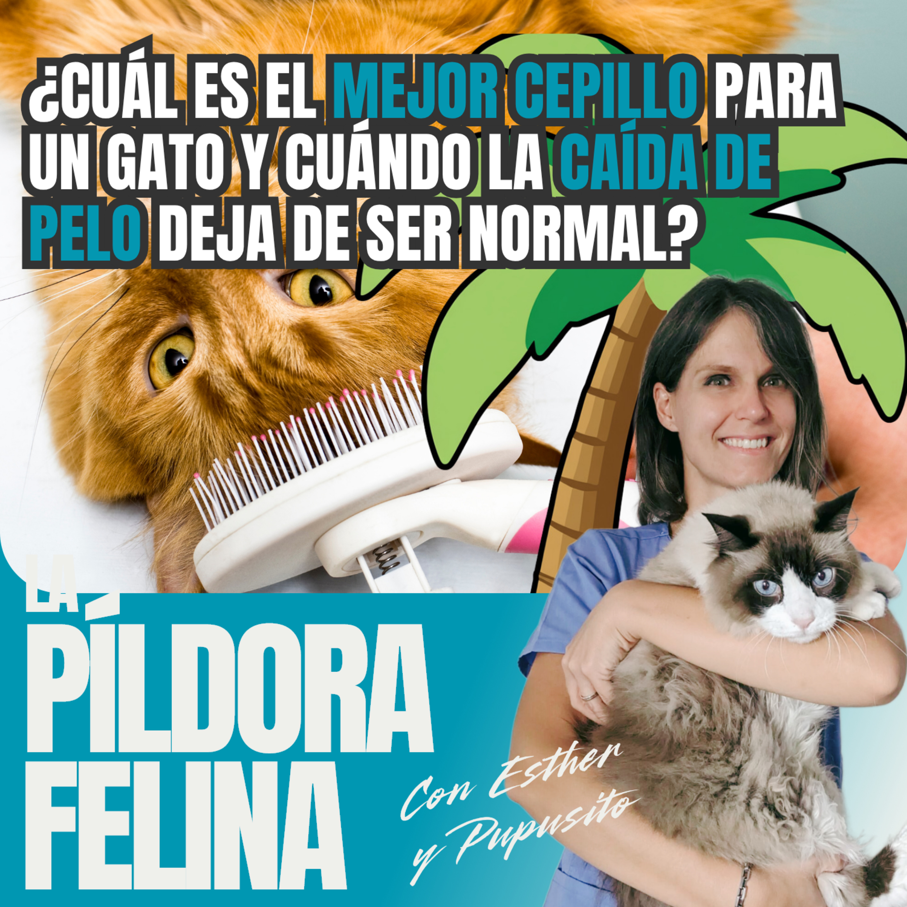 Imagen del episodio 744. PF 🏖️ ¿Cuál es el MEJOR CEPILLO para un gato y cuándo la CAÍDA DE PELO deja de ser normal?