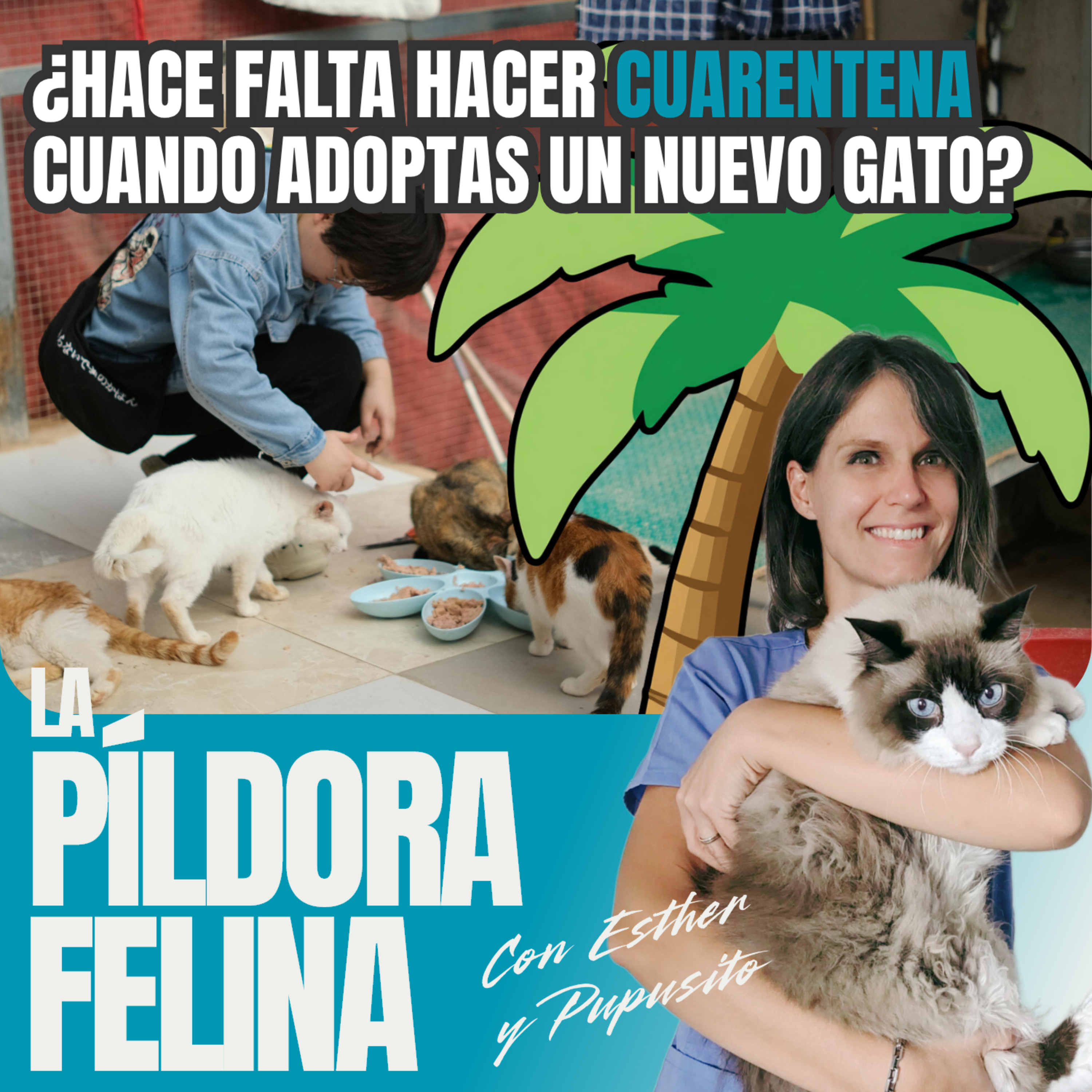 Imagen del episodio 751. PF 🏖️ ¿Hace falta hacer CUARENTENA cuando adoptas un nuevo gato?