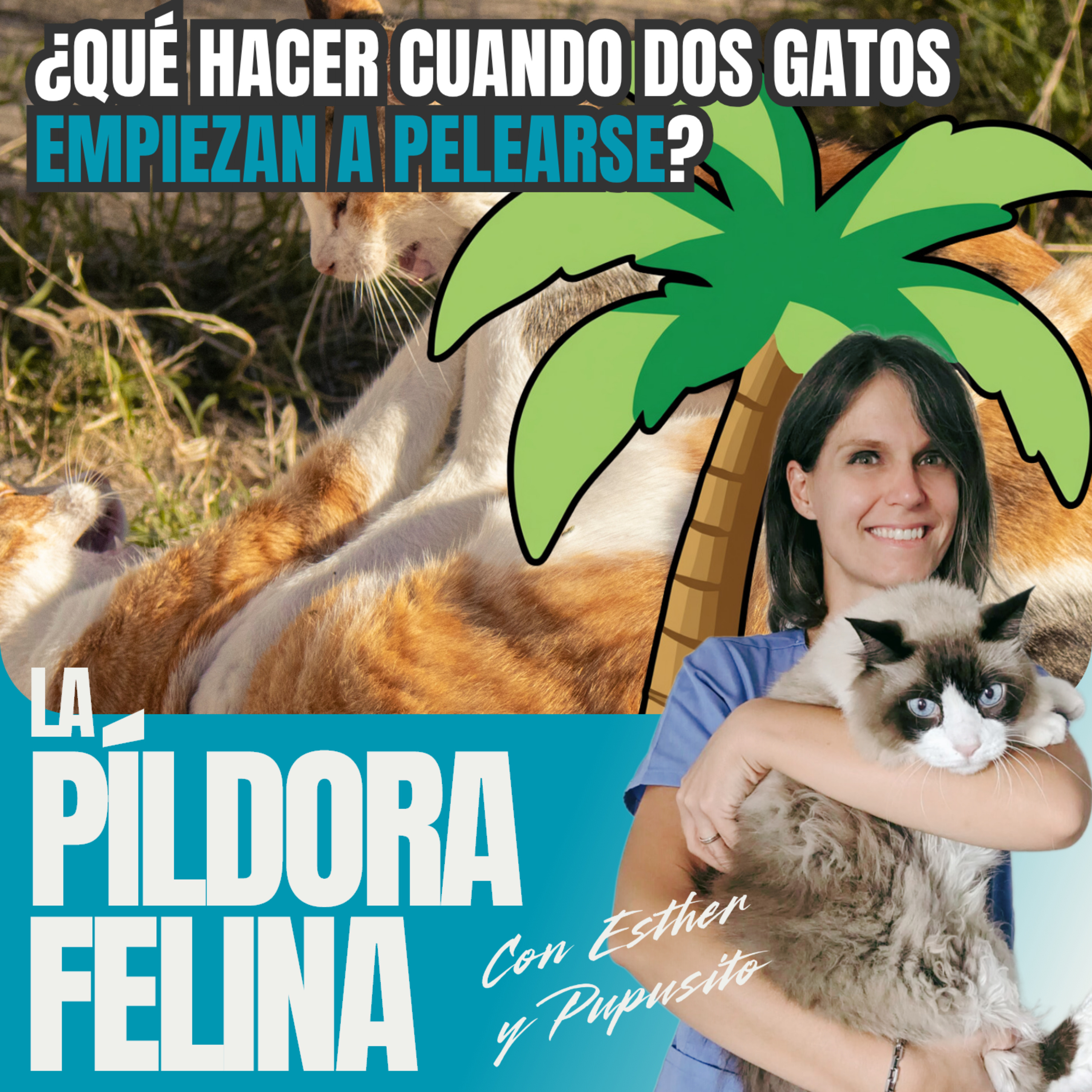 Imagen del episodio 752. PF 🏖️ ¿Qué hacer cuando dos gatos EMPIEZAN A PELEARSE?
