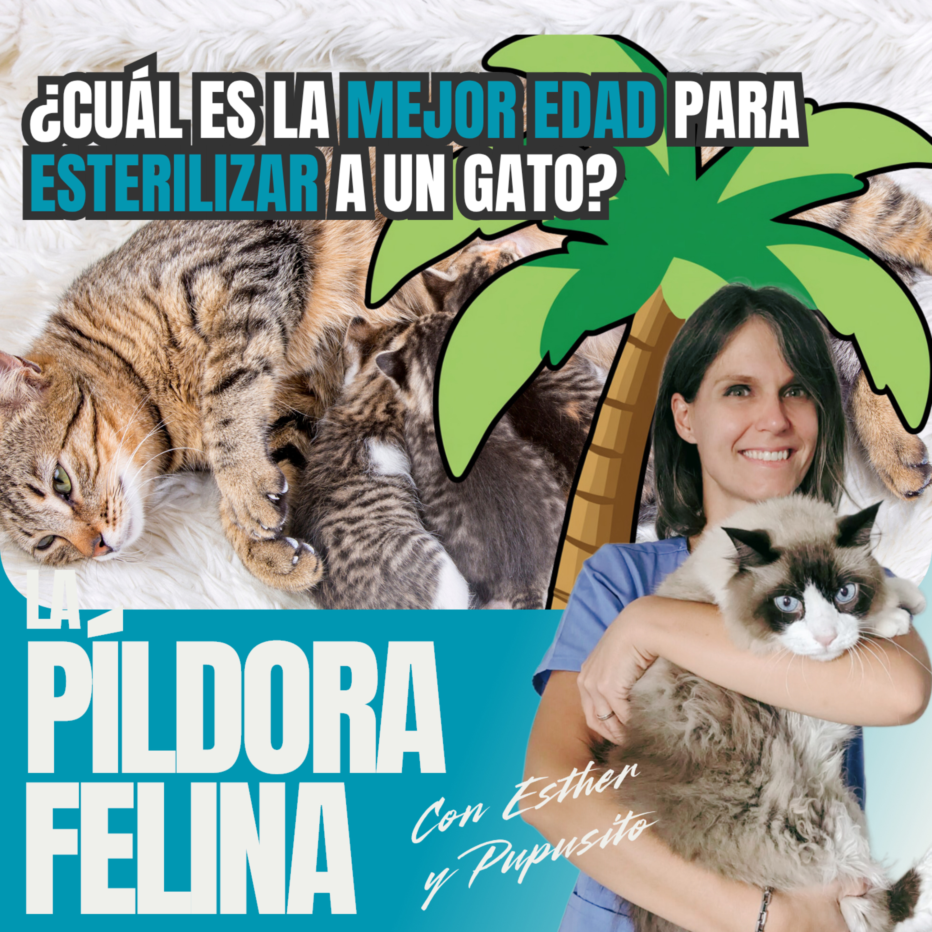 Imagen del episodio 753. PF 🏖️ ¿Cuál es la MEJOR EDAD para ESTERILIZAR a un gato?