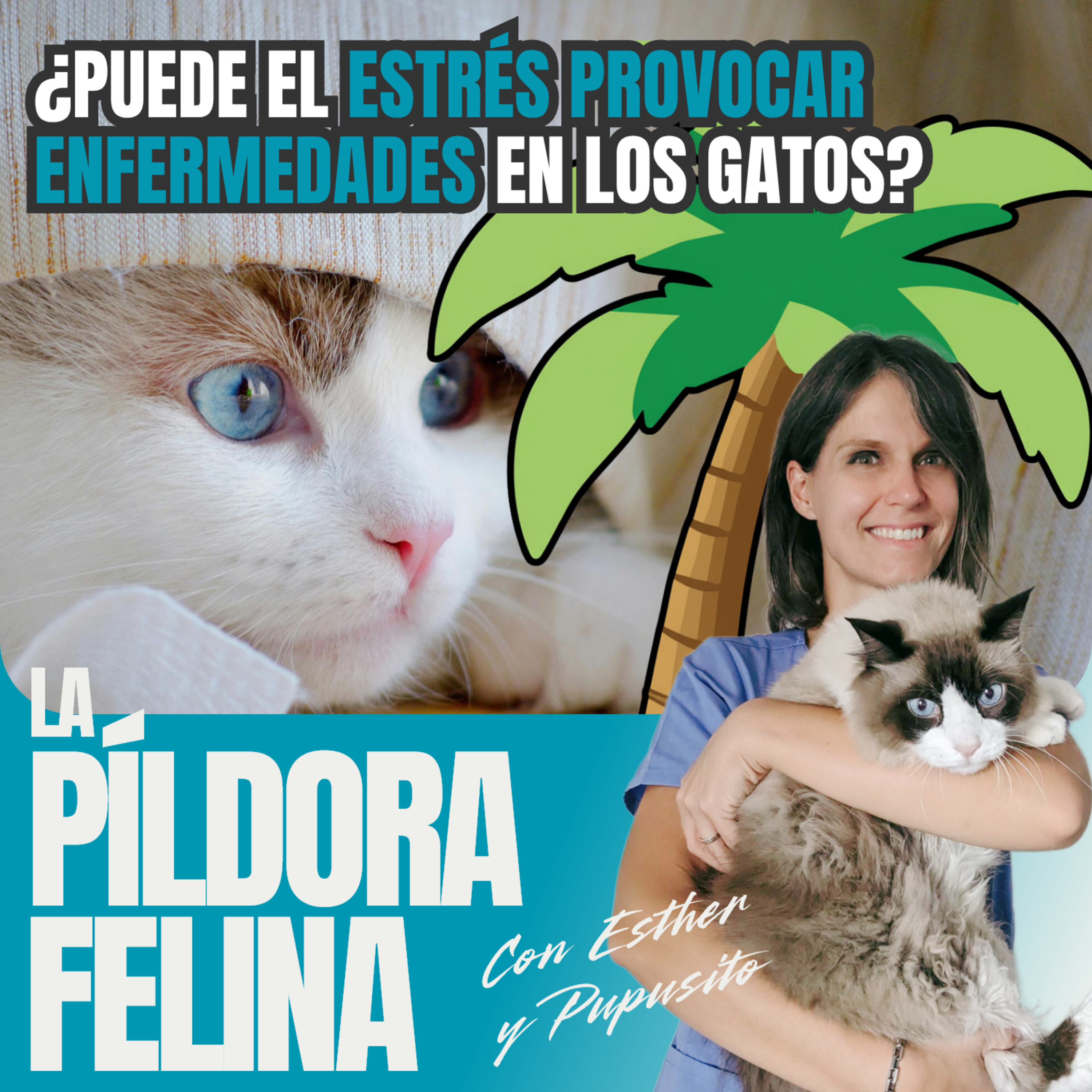 Imagen del episodio 754. PF 🏖️ ¿Puede el ESTRÉS PROVOCAR ENFERMEDADES en los gatos?