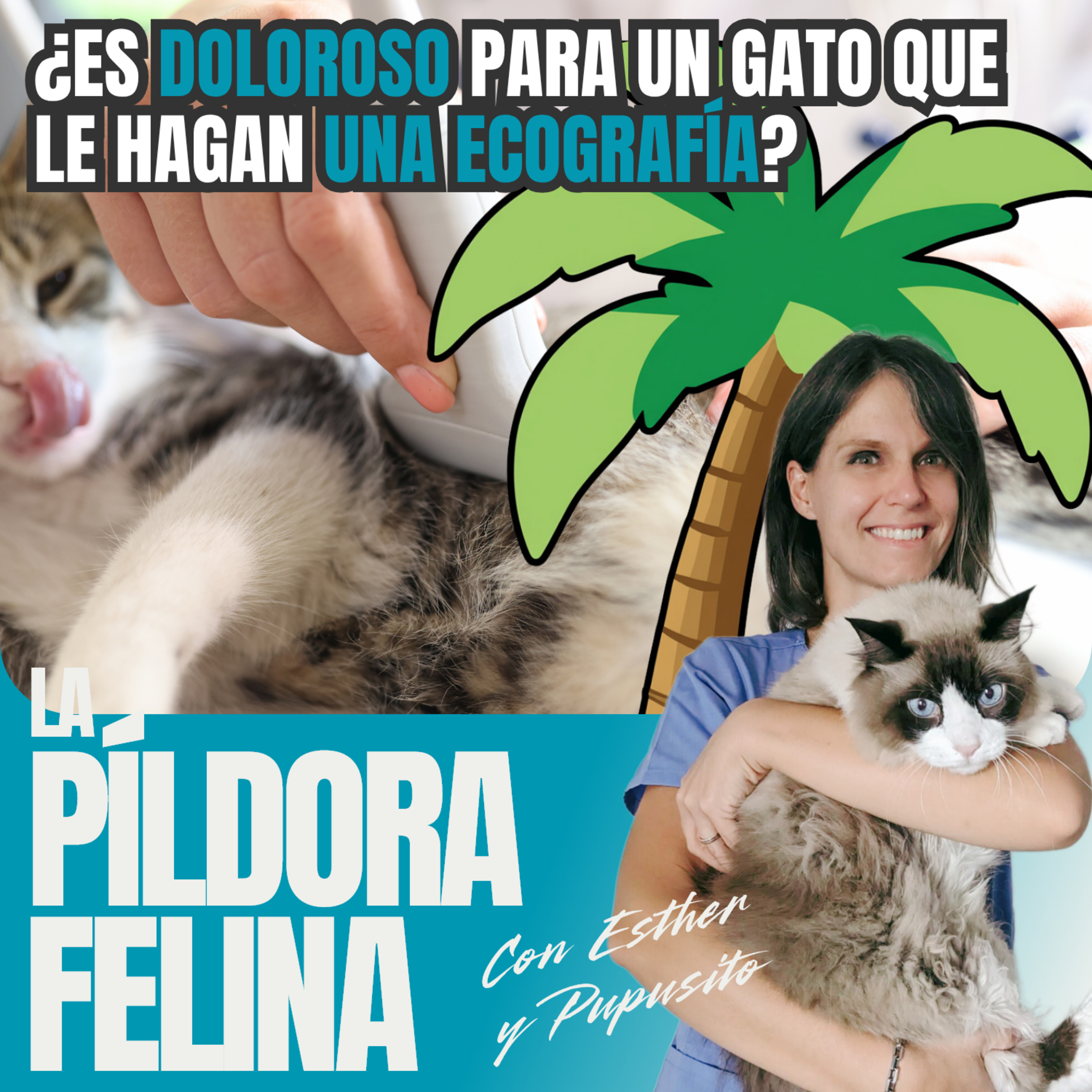 Imagen del episodio 756. PF 🏖️ ¿Es DOLOROSO para un gato que le hagan una ECOGRAFÍA? ALBERTO MURILLO responde
