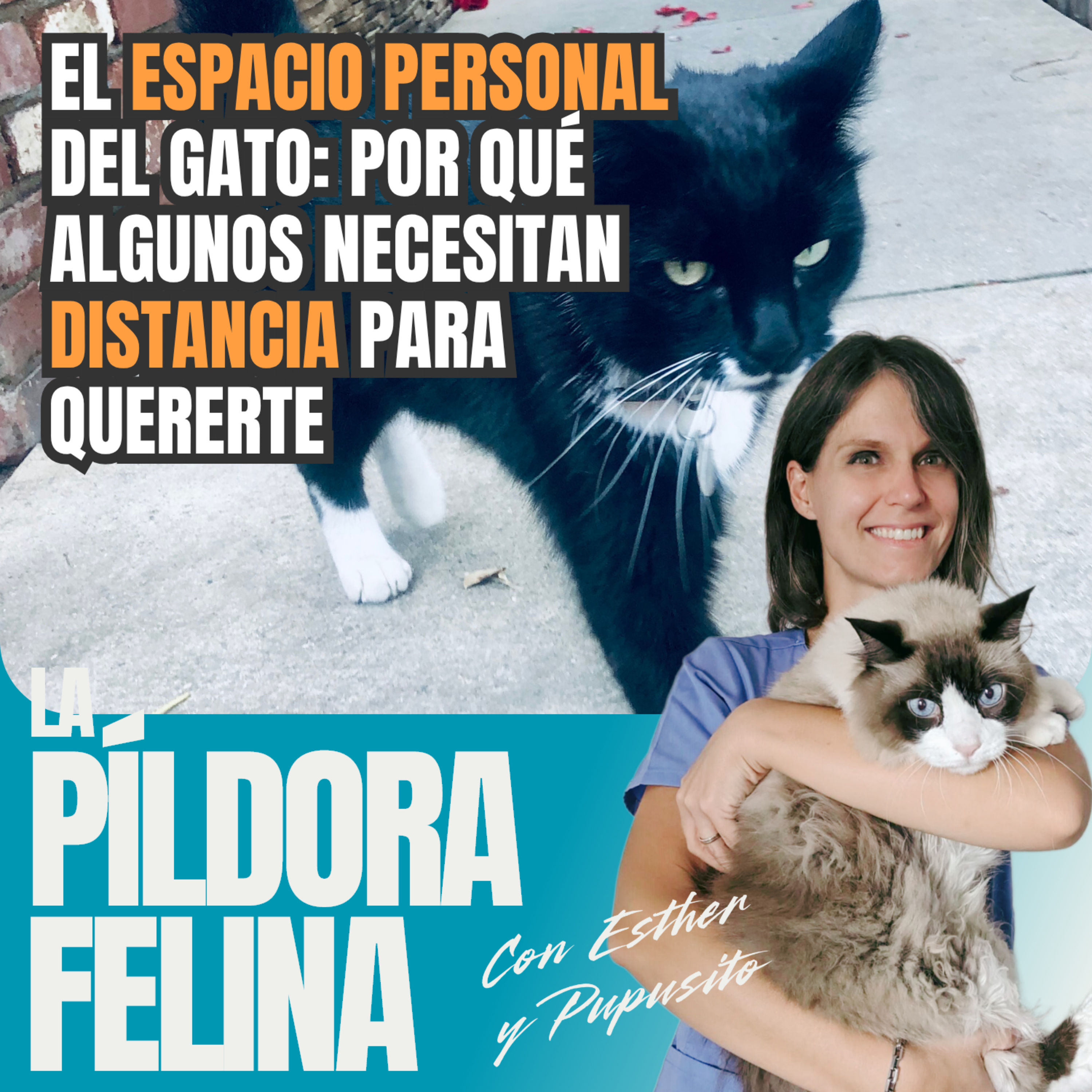 Imagen del episodio 764. El ESPACIO PERSONAL del gato: por qué algunos necesitan DISTANCIA para quererte 