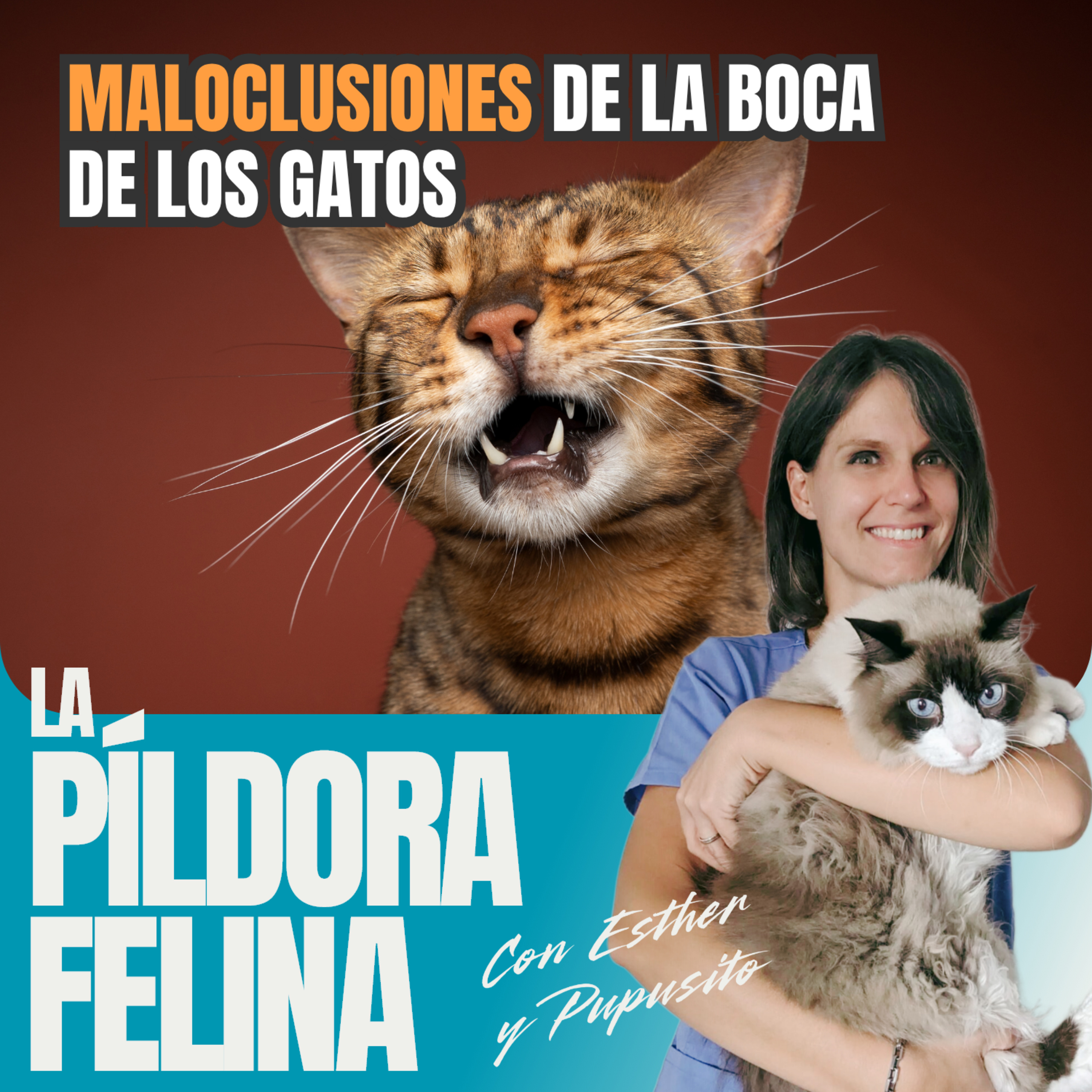 Imagen del episodio 766. MALOCLUSIONES de la boca de los gatos