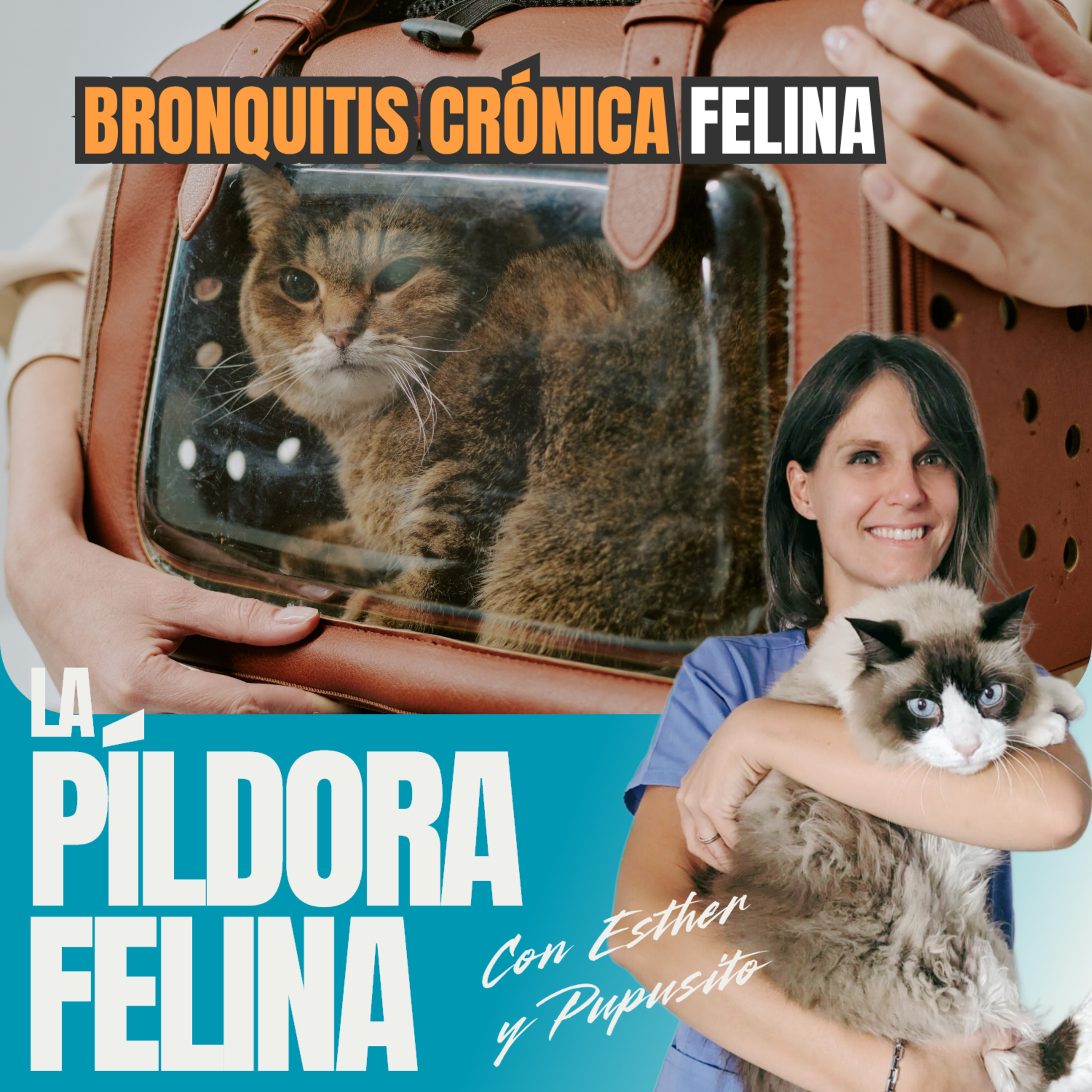 Imagen del episodio 771. BRONQUITIS CRÓNICA felina