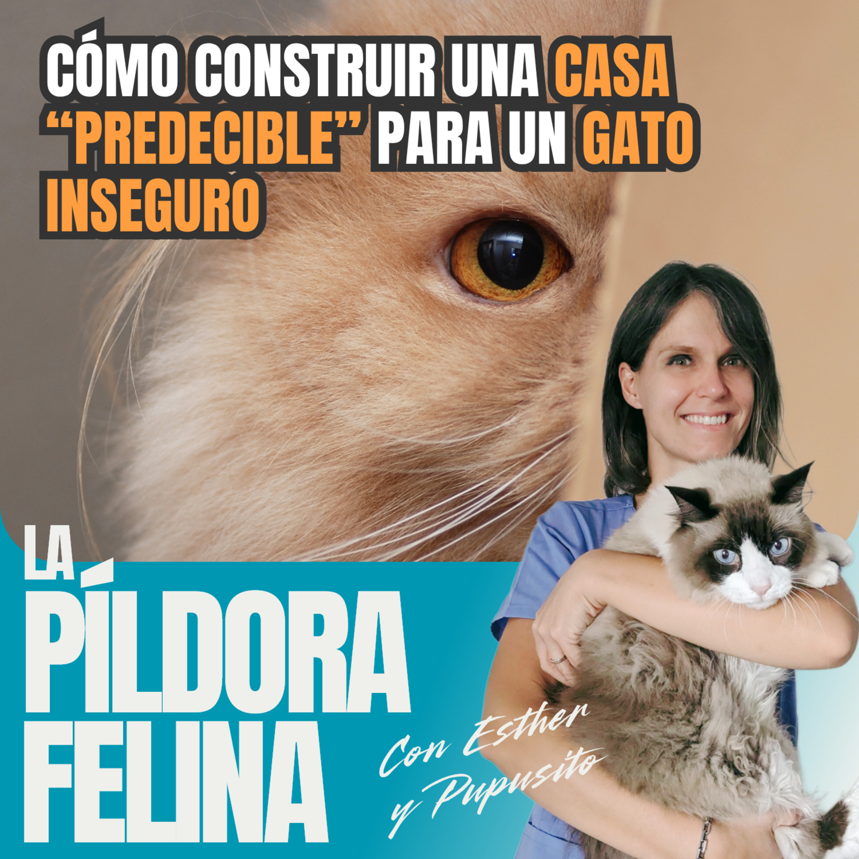 Imagen del episodio 774. Cómo construir una casa “PREDECIBLE” para un GATO INSEGURO