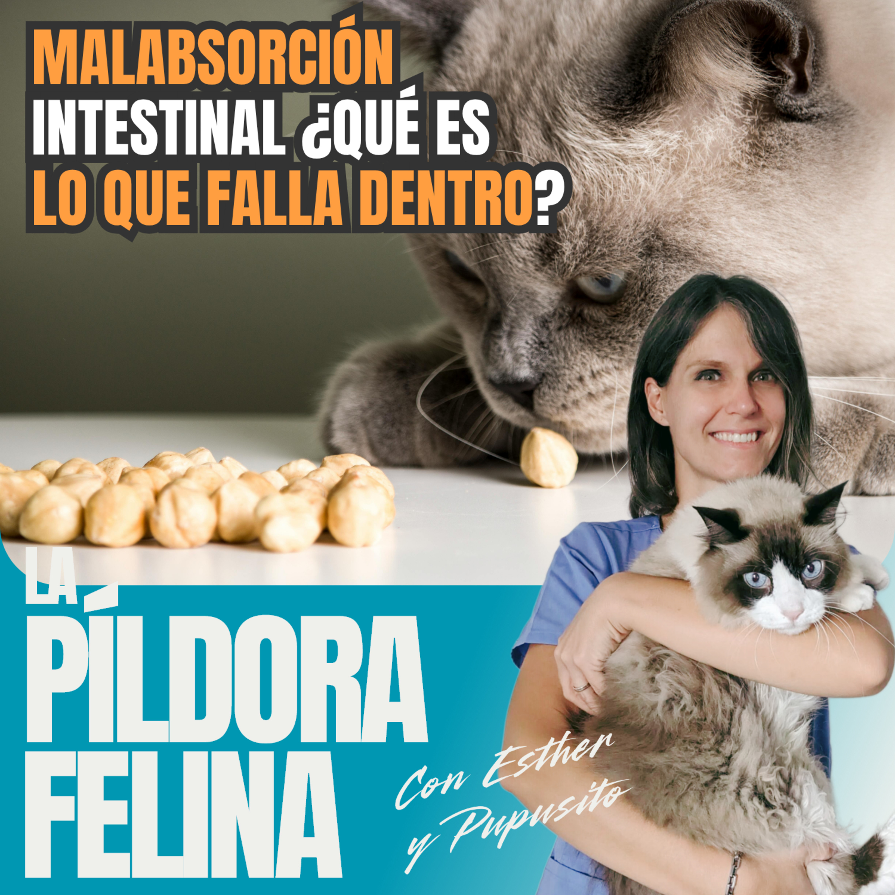 Imagen del episodio 776. MALABSORCIÓN intestinal ¿Qué es LO QUE FALLA dentro?