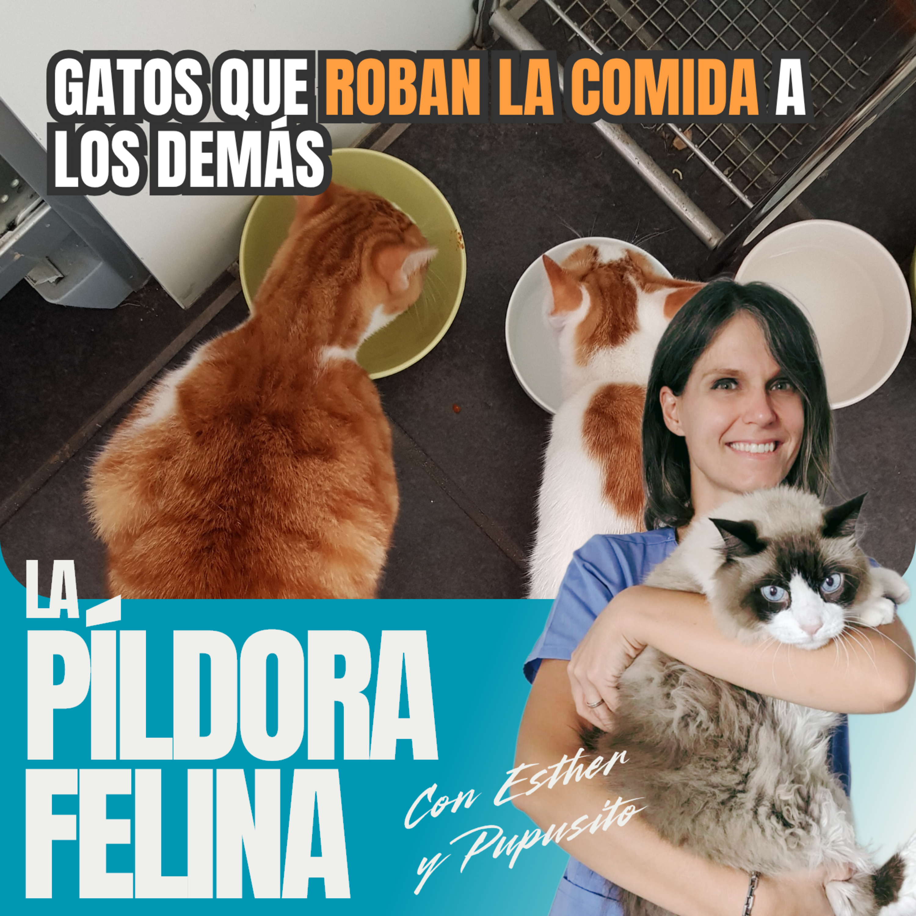 Imagen del episodio 783. Gatos que ROBAN la comida a los demás