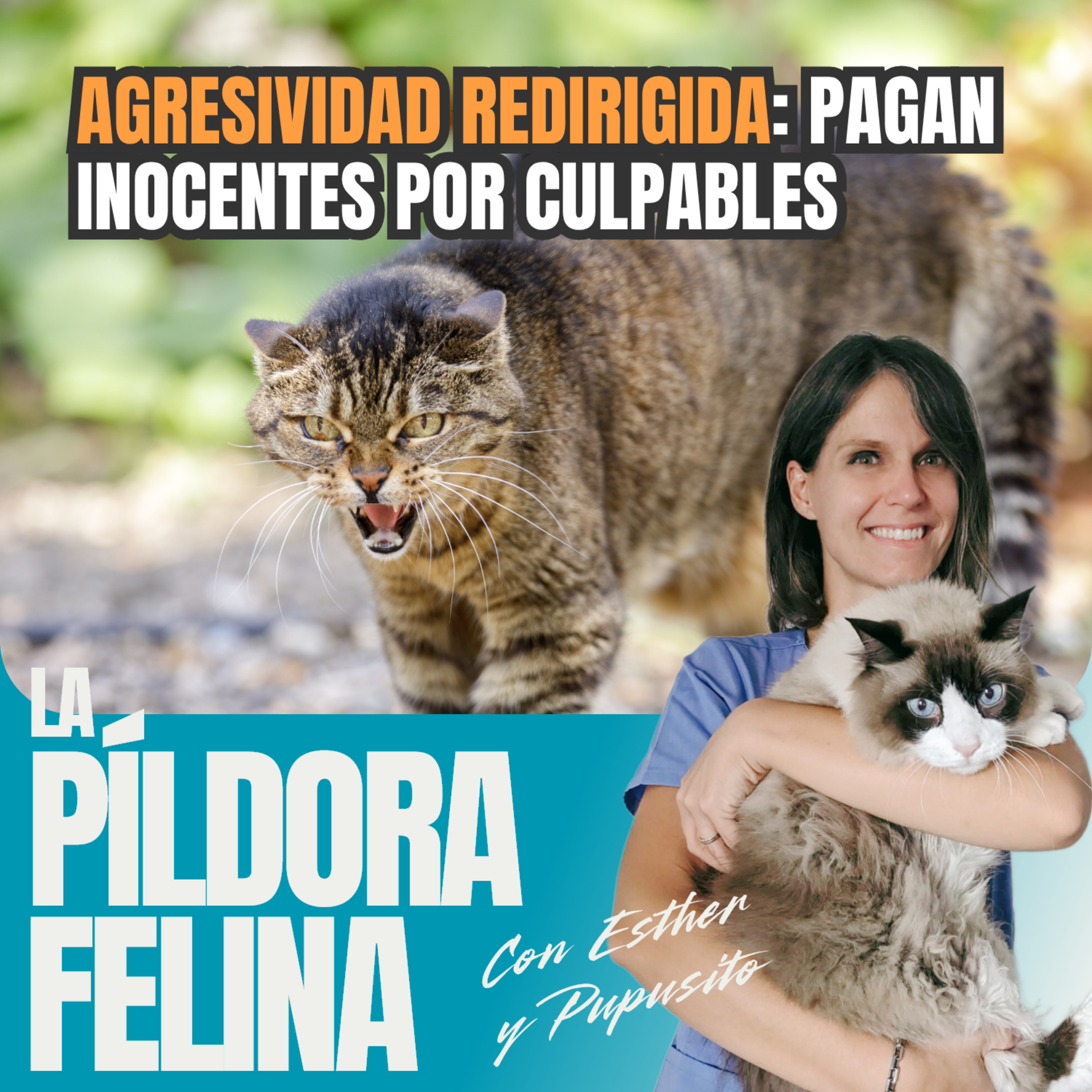 Imagen del episodio 784. AGRESIVIDAD REDIRIGIDA: pagan inocentes por culpables