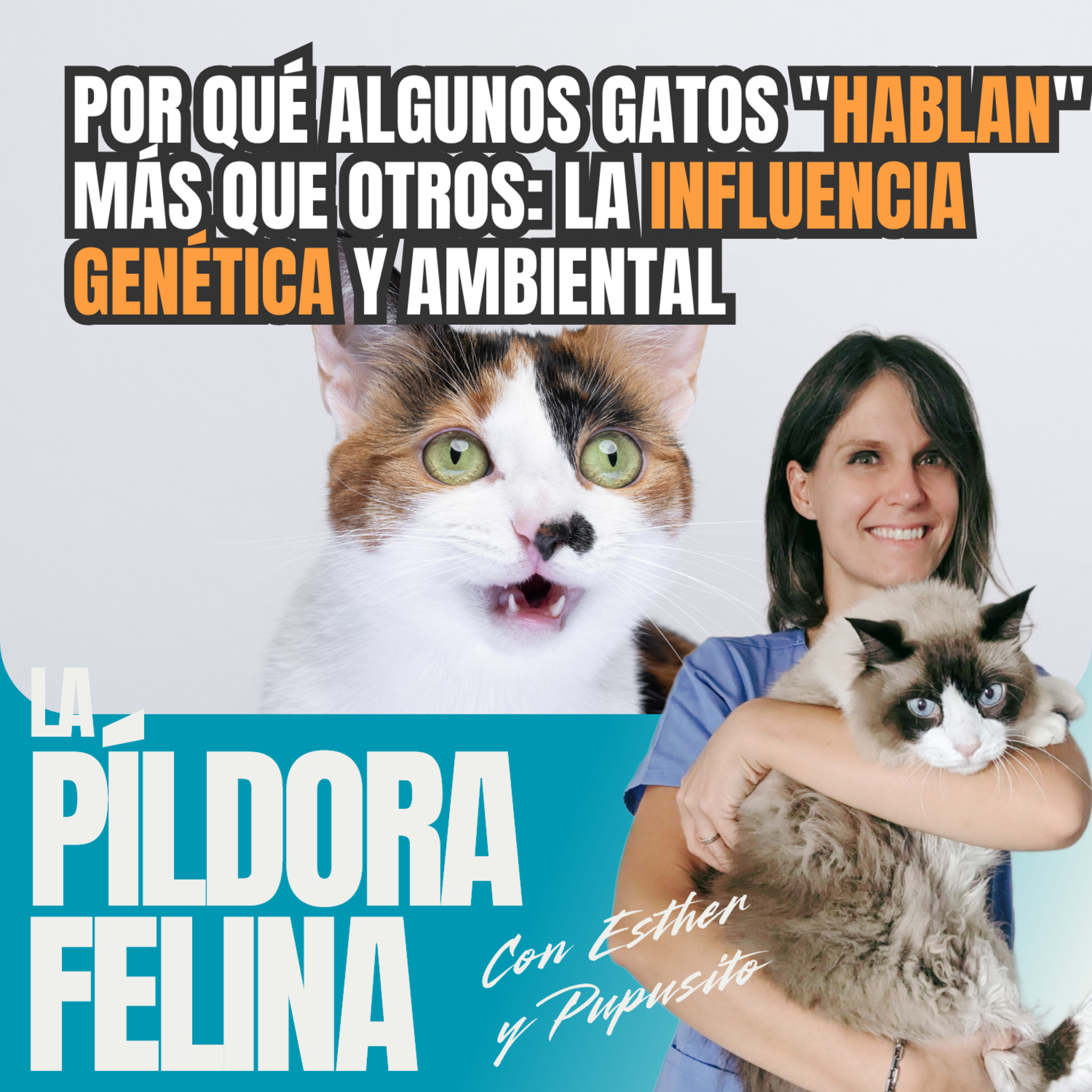 Imagen del episodio 789. Por qué algunos gatos "HABLAN" más que otros: la influencia GENÉTICA y ambiental