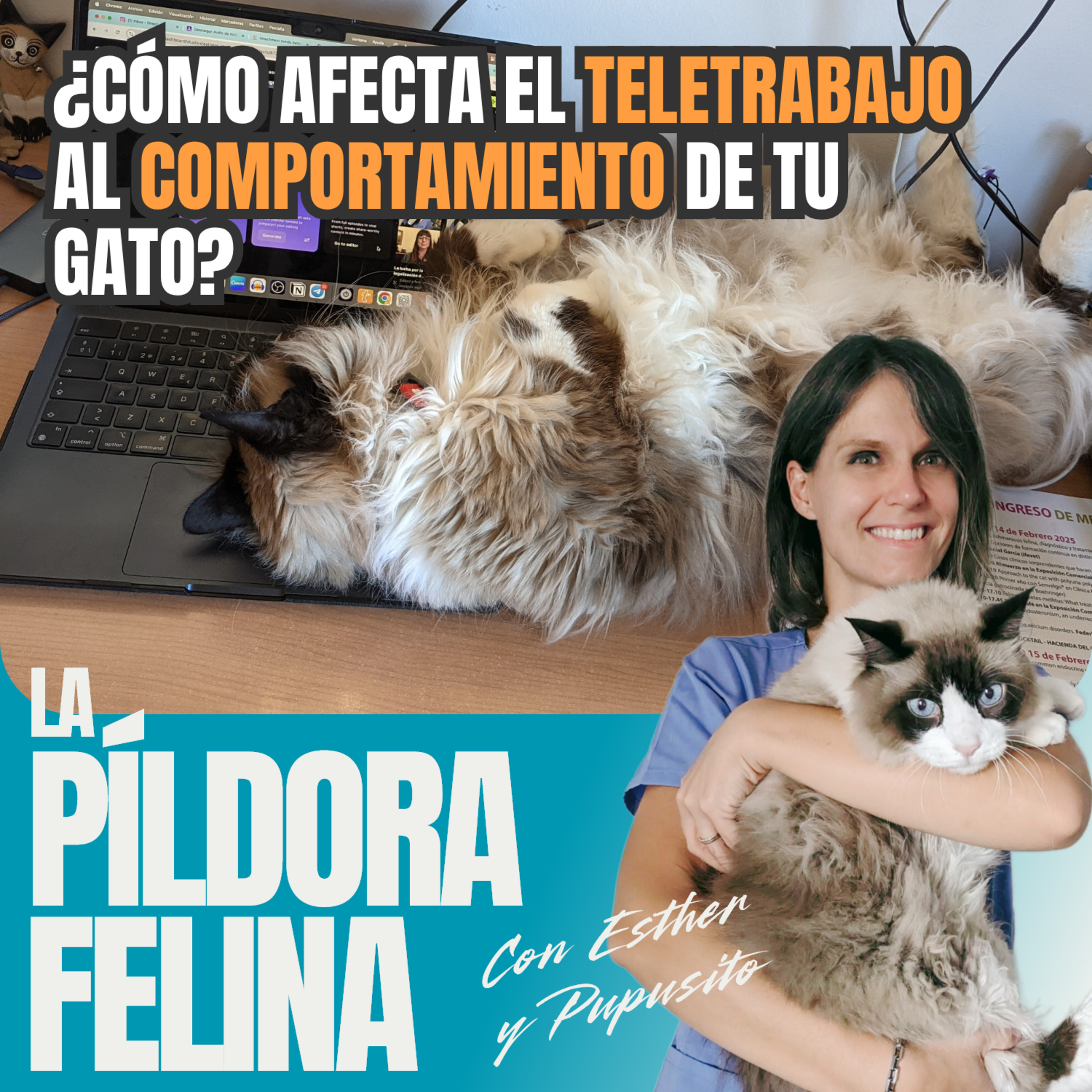 Imagen del episodio 794. ¿Cómo afecta el TELETRABAJO al COMPORTAMIENTO de tu gato?