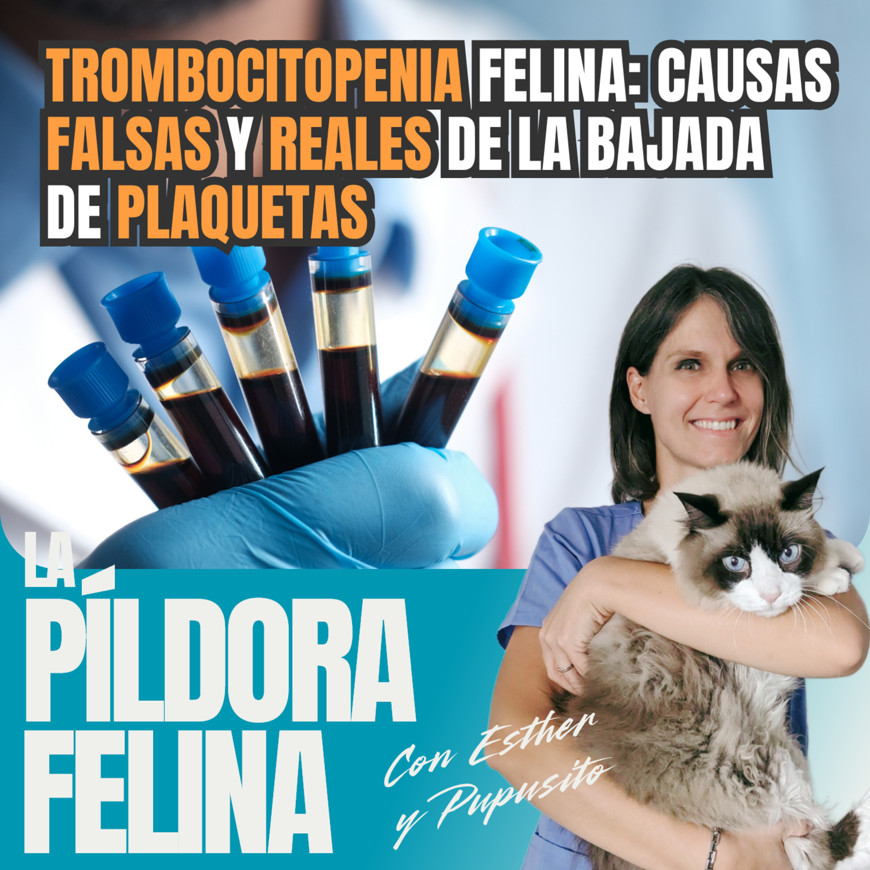 Imagen del episodio 796. TROMBOCITOPENIA felina: causas FALSAS y REALES de la bajada de PLAQUETAS