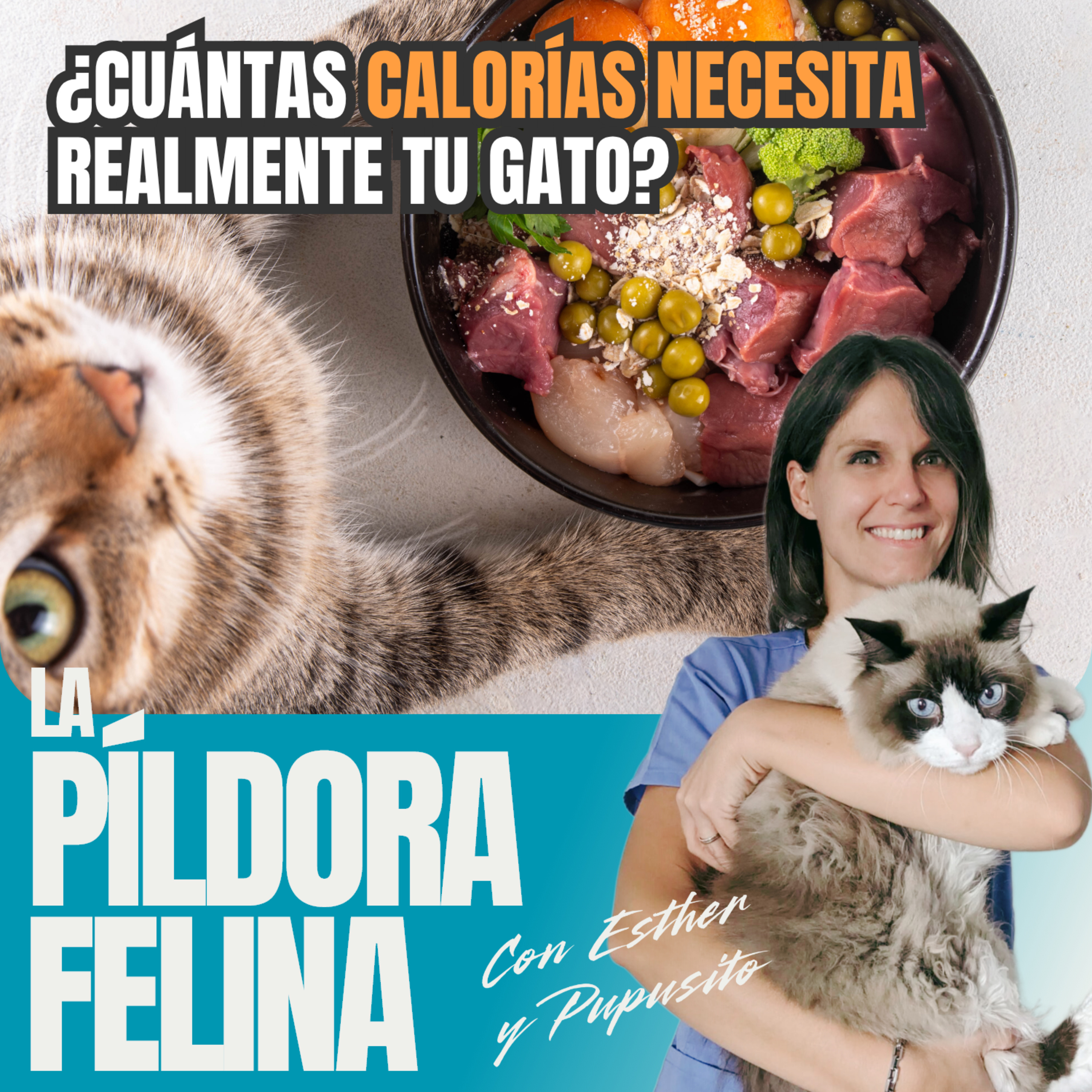 Imagen del episodio 798. ¿Cuántas CALORÍAS NECESITA realmente tu gato?