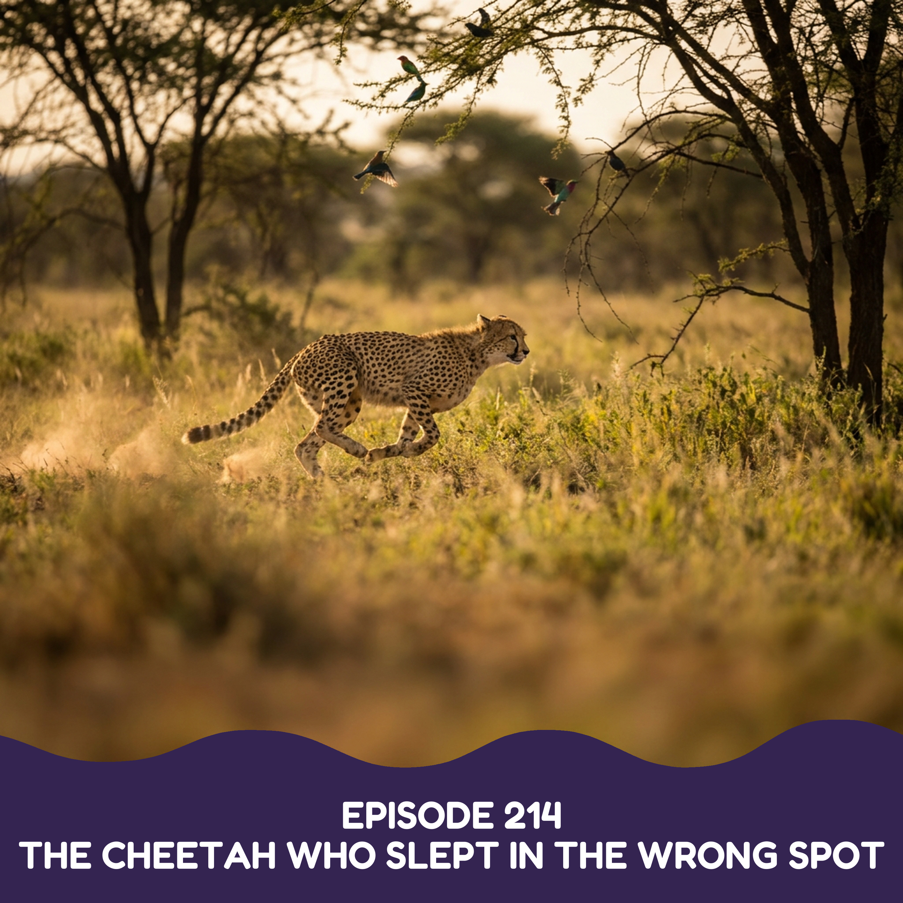 The Cheetah Who Slept in the Wrong Spot