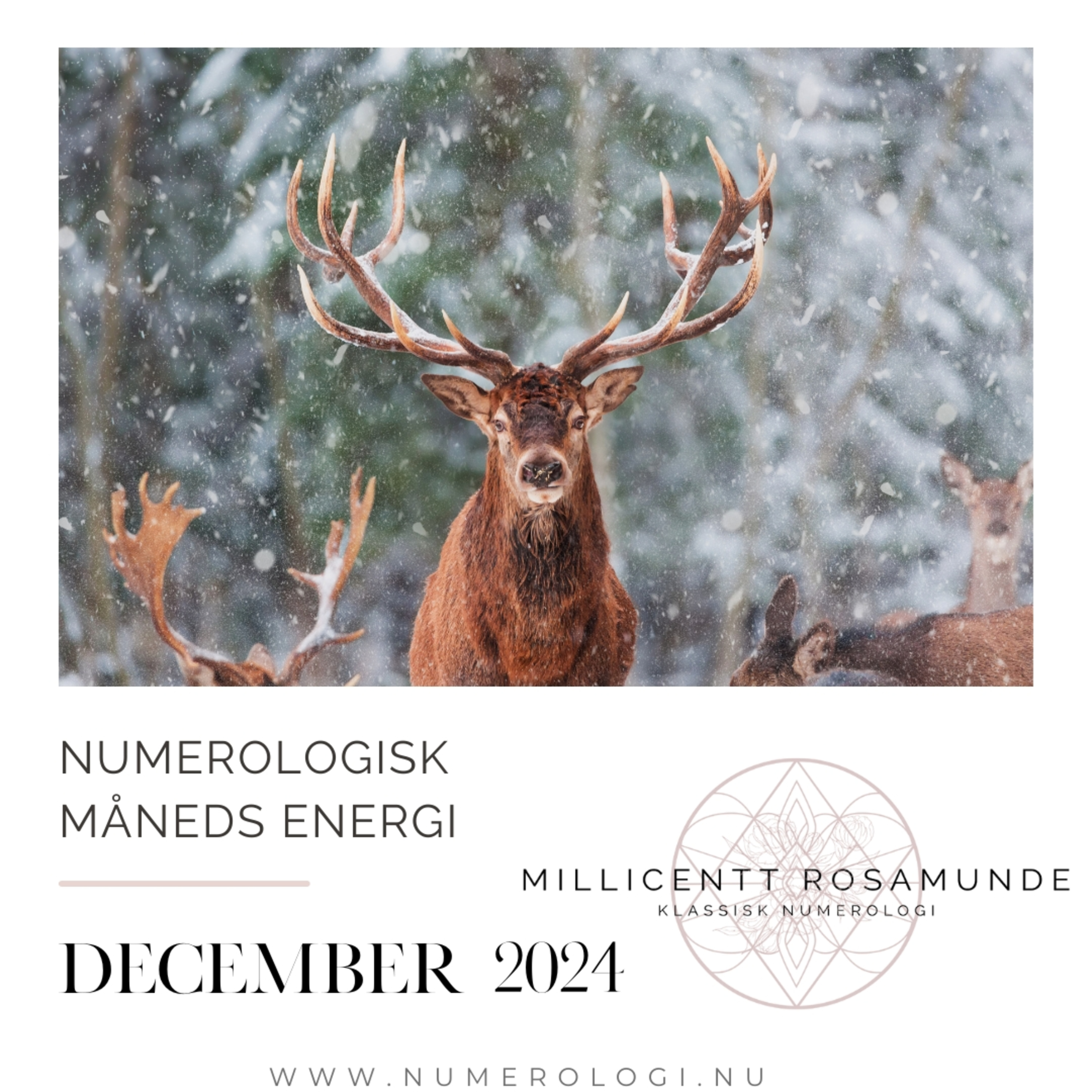 2024 | Numerologisk energi i december måned i år 2024 episode artwork