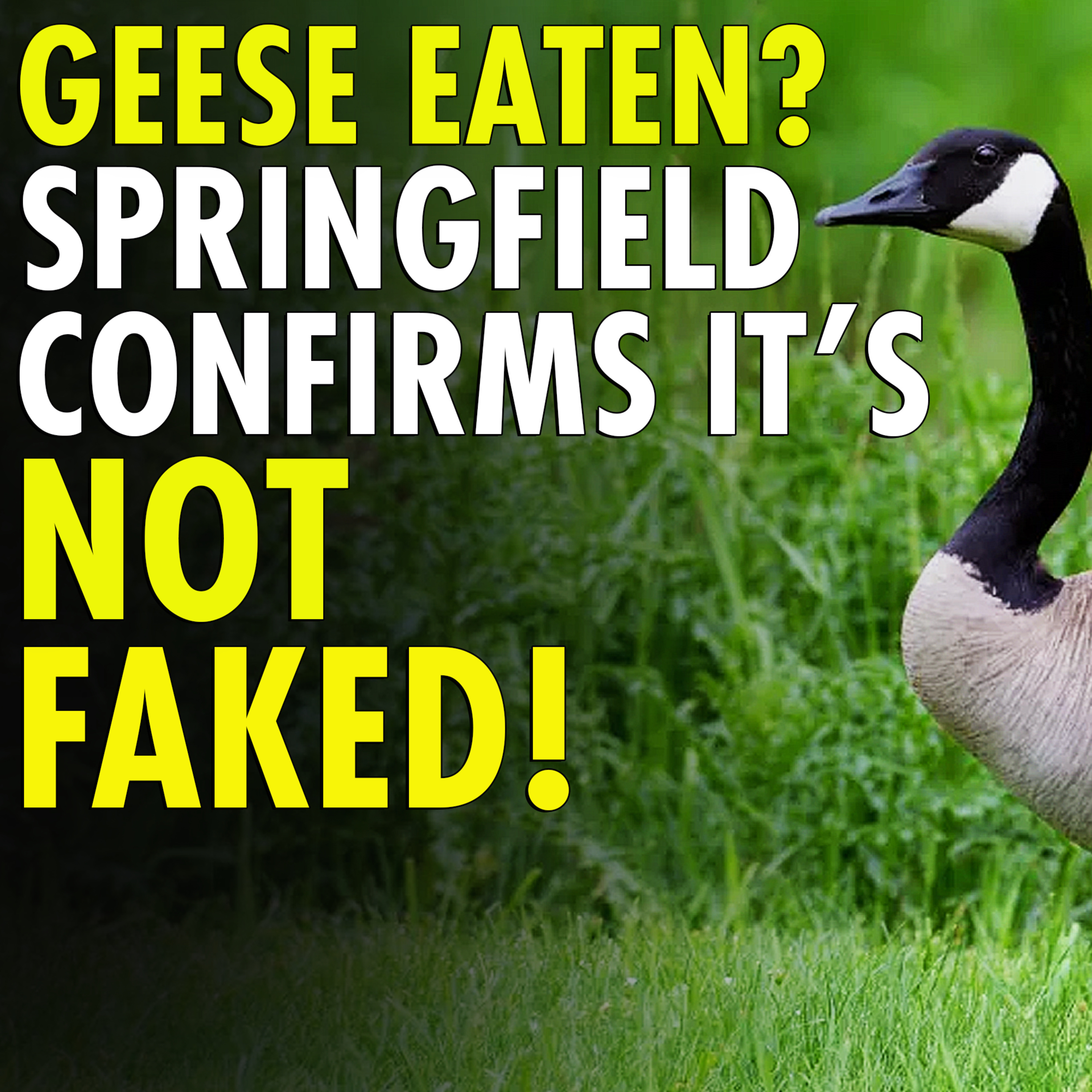 #2,504 - Springfield, OH YouTuber confirms Disappearing duck/geese NOT Fake News