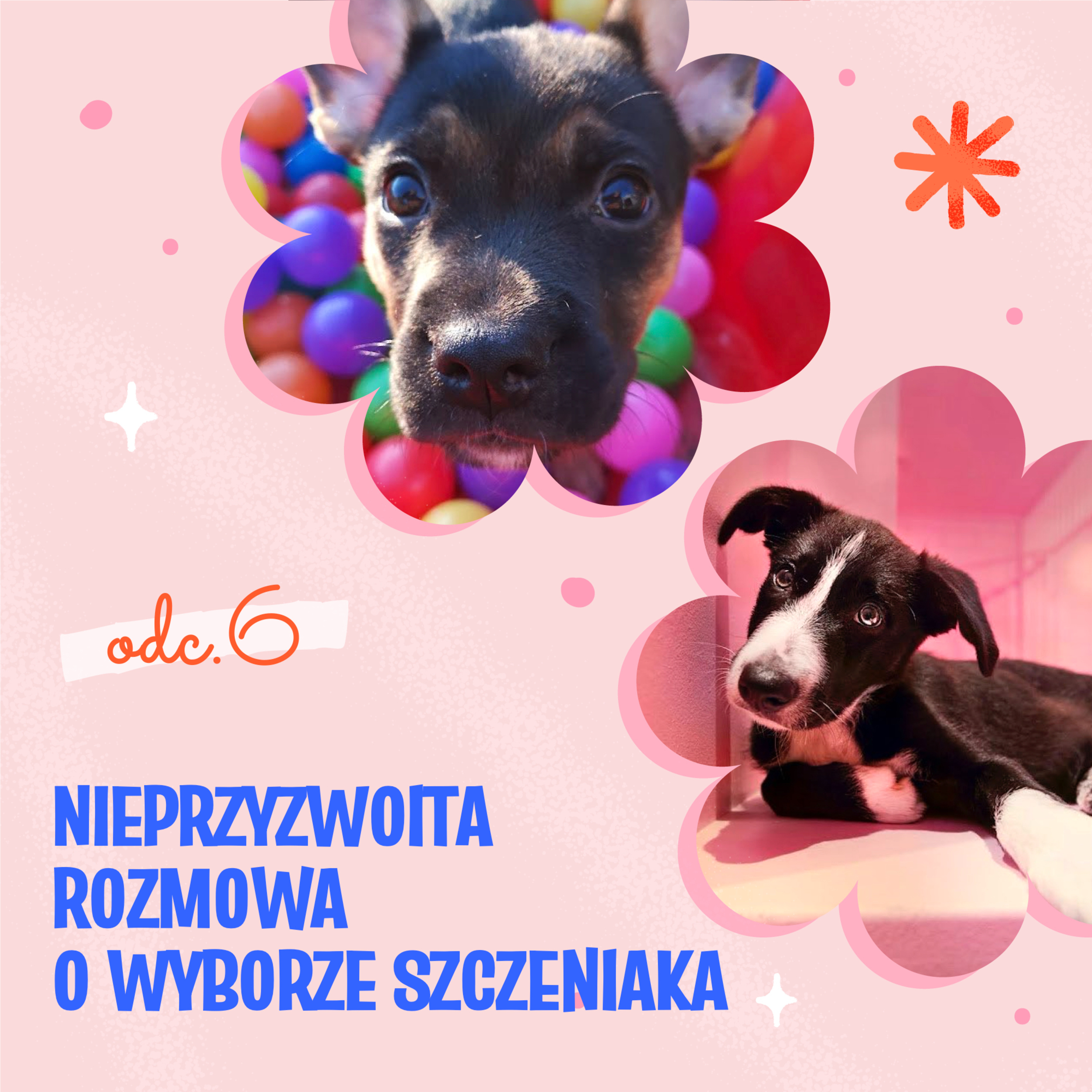 Pies Między Słowami
