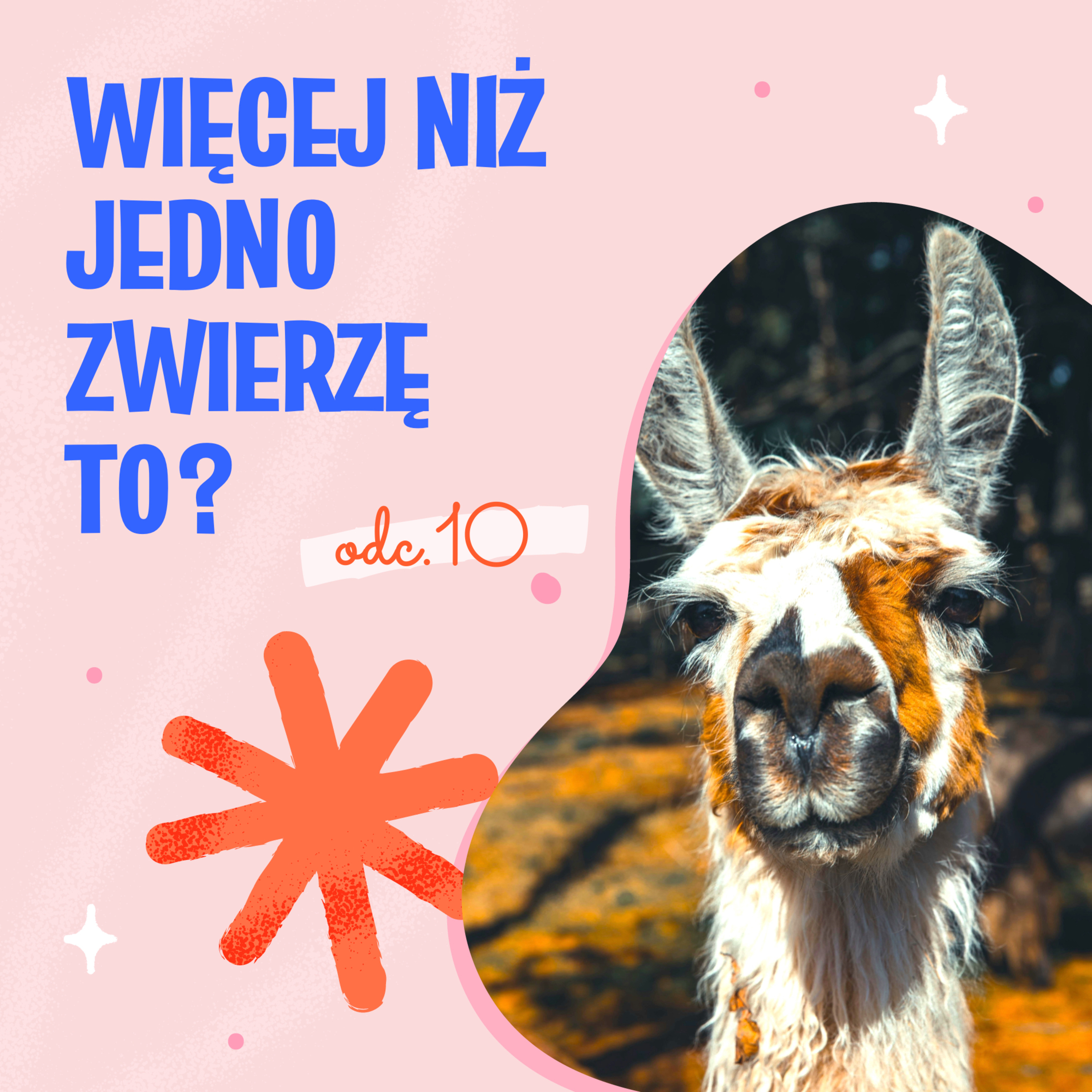 Pies Między Słowami