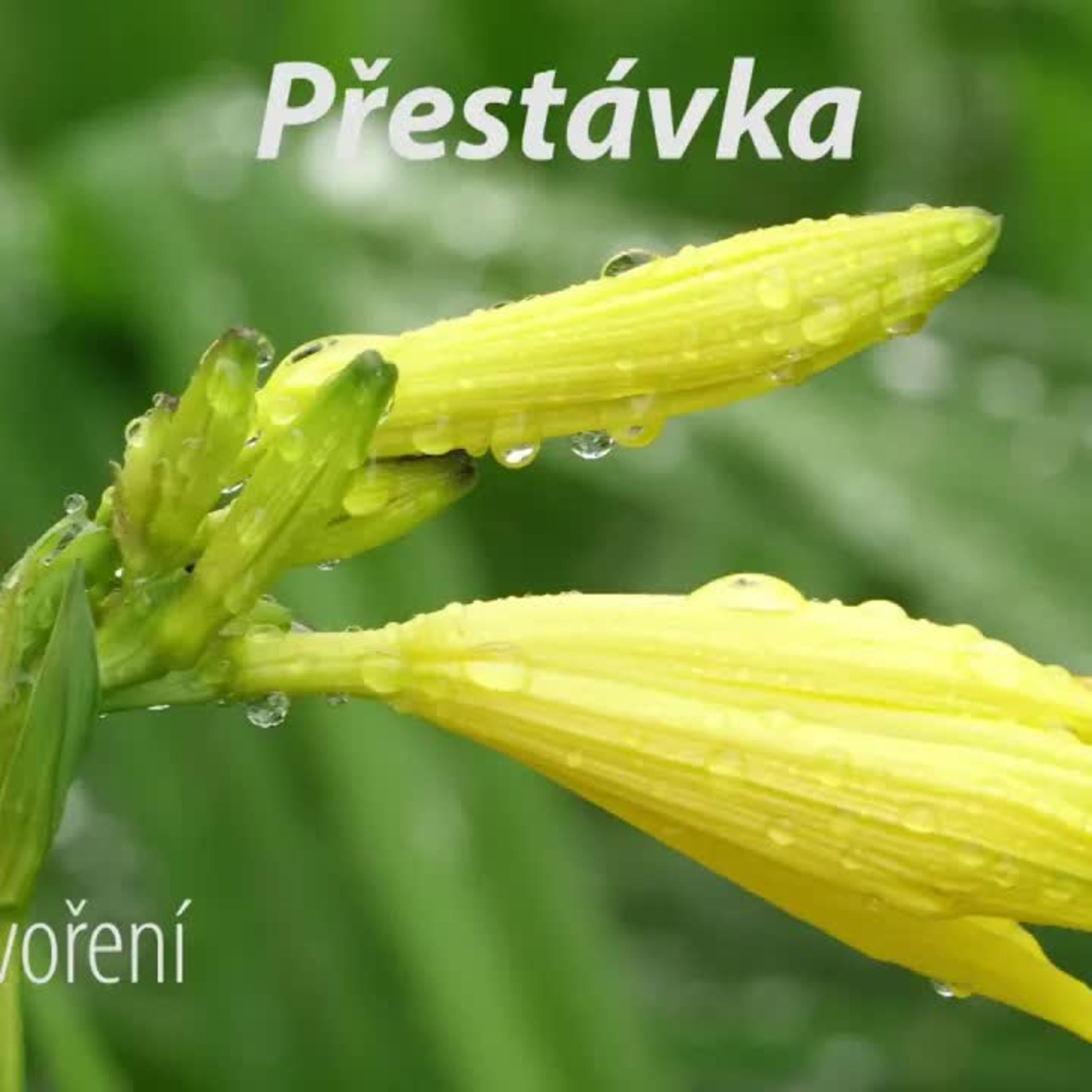 Vlákna Stvoření – živé vysílání episode artwork