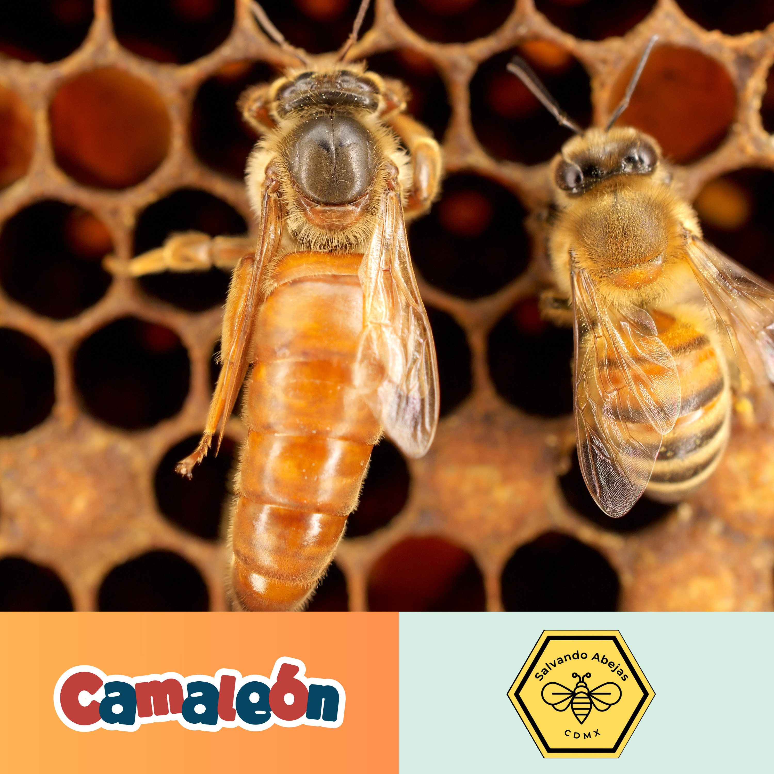 🐝 ¿Qué pasa si una abeja reina muere?