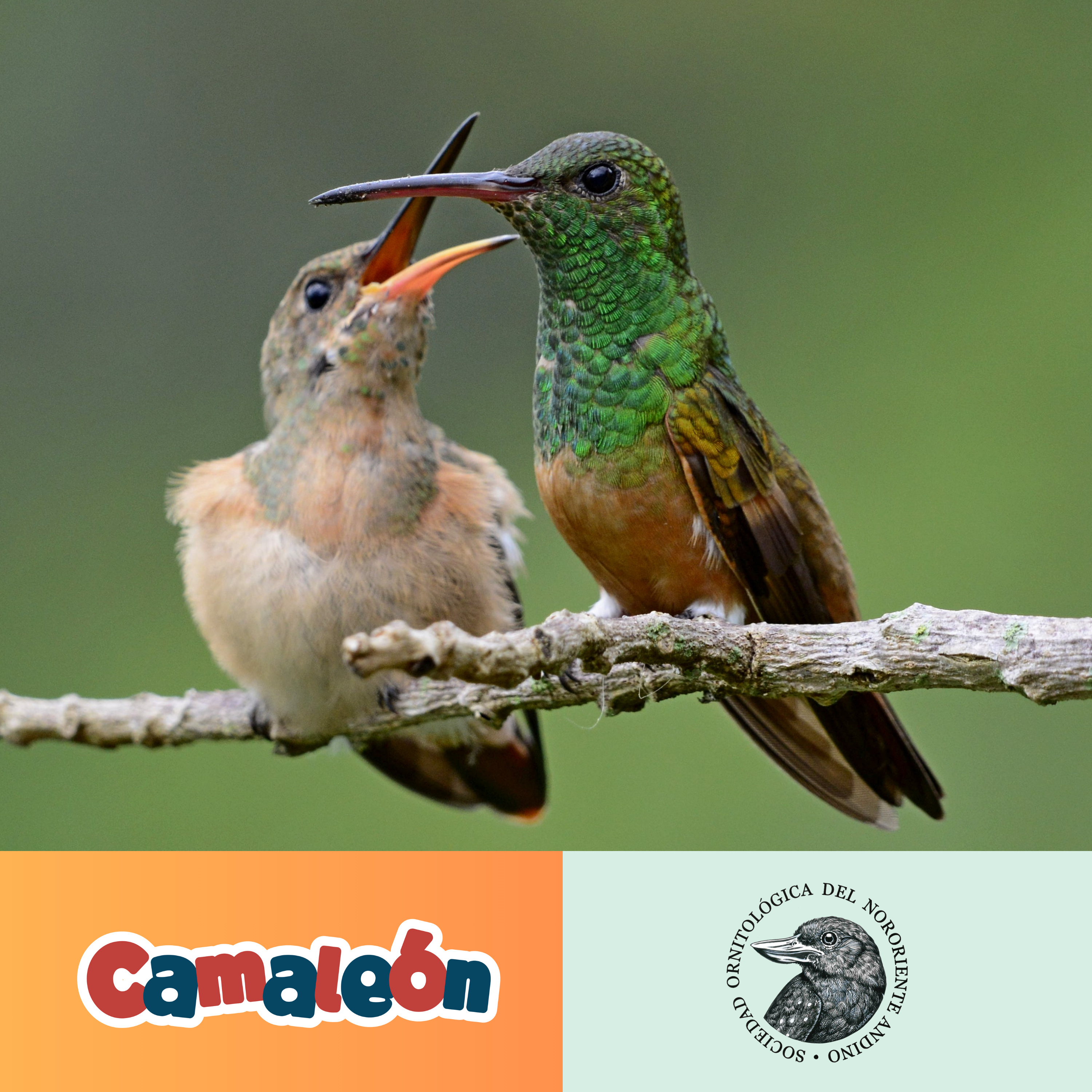 Los Colibrís de Chicamocha: ¿Cómo vuelan hacia atrás? 🤓