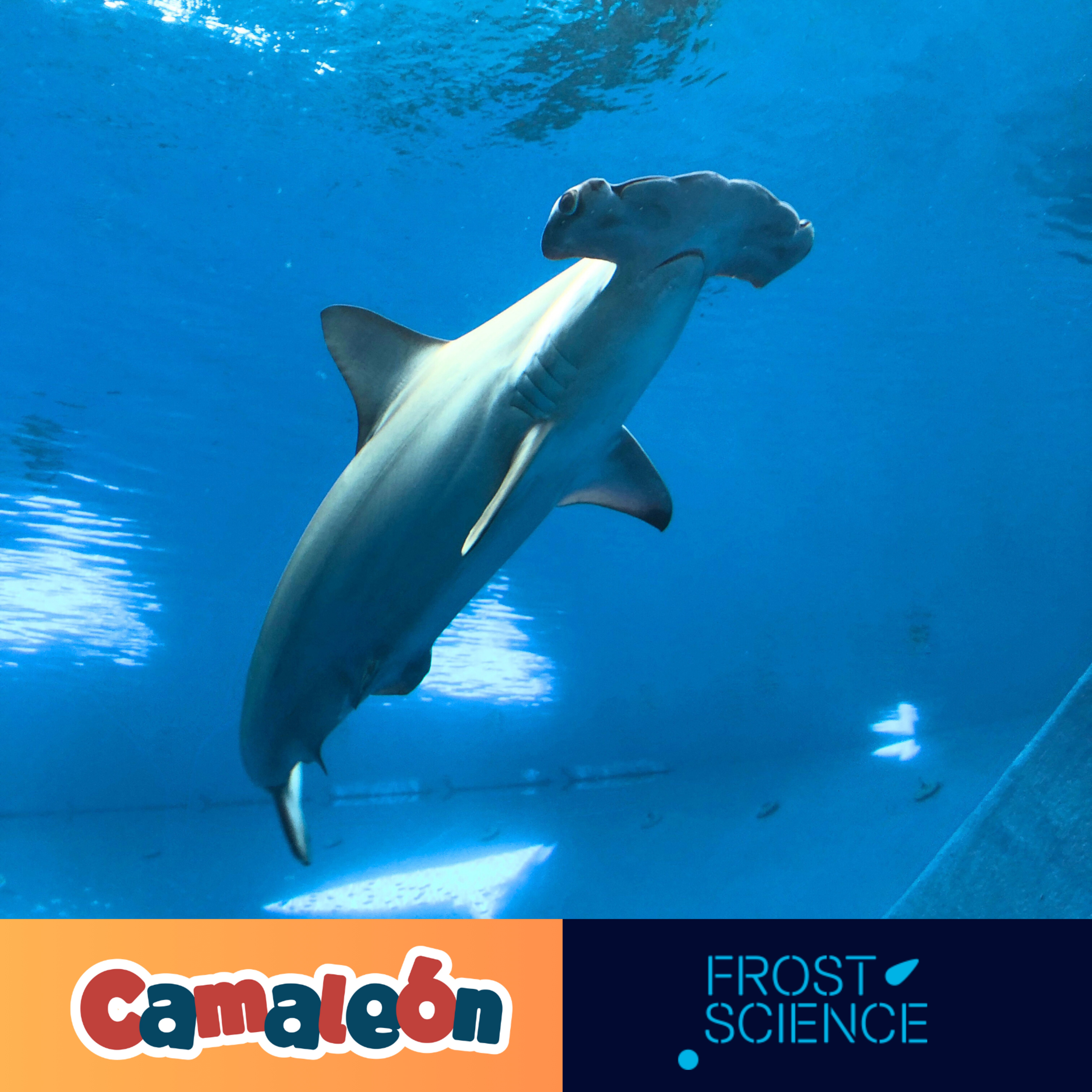 🦈 ¿El Tiburón martillo tiene 7 sentidos?