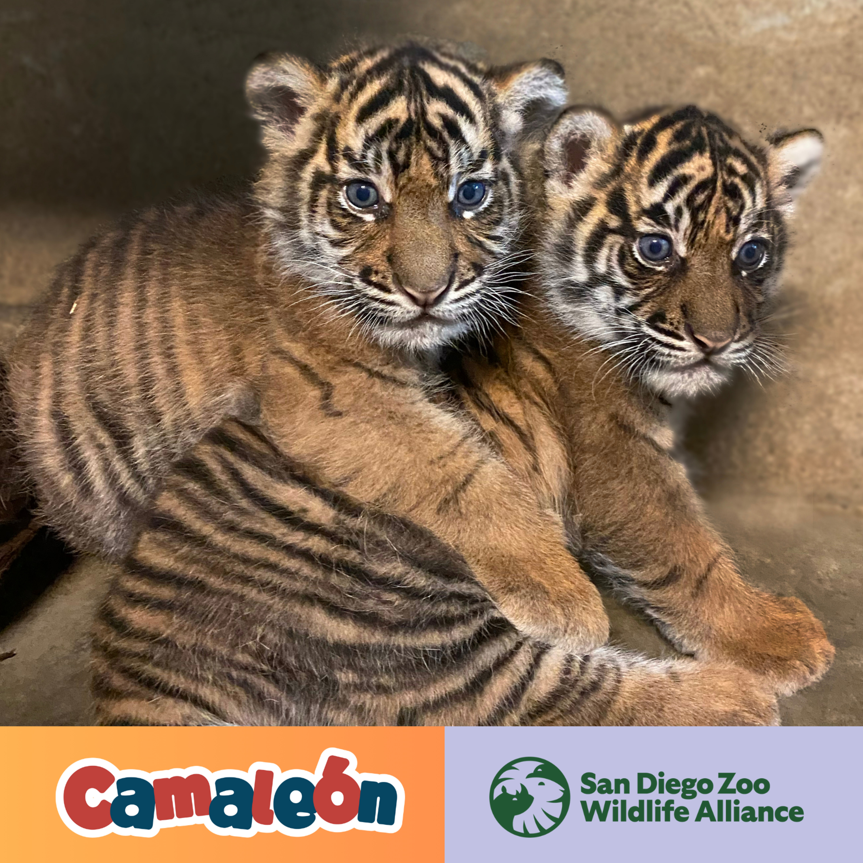 ¿Por qué los Tigres de Sumatra son los más pequeños de todos?